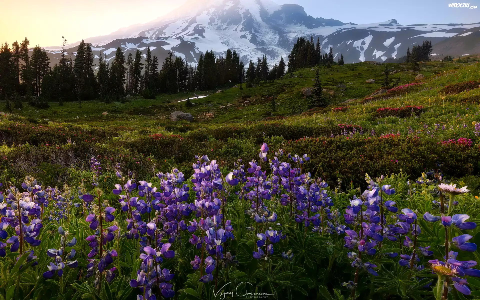 Łąka, Stratowulkan Mount Rainier, Park Narodowy Mount Rainier, Góry, Kwiaty, Łubin, Wschód słońca, Stan Waszyngton, Stany Zjednoczone