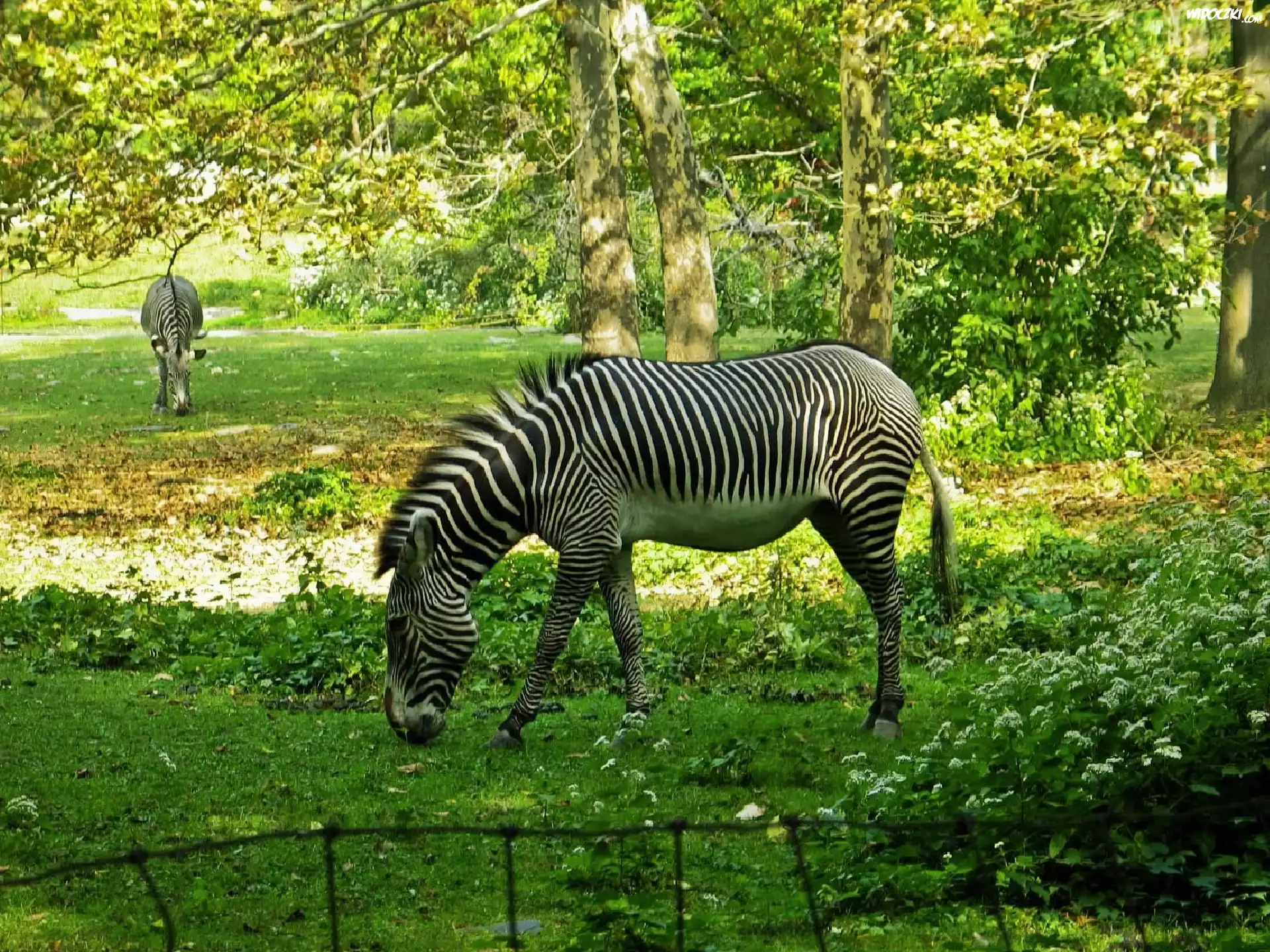 Zebry, Łąka, Drzewa