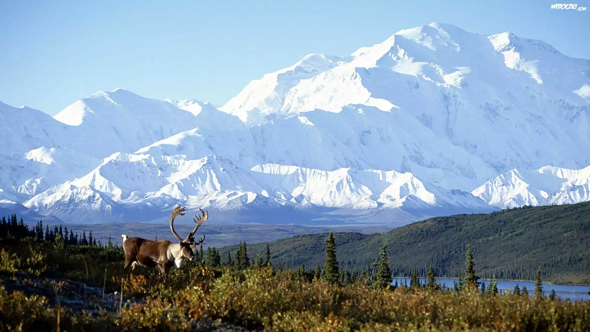 Alaska, Góry, Jezioro, Łąka, Jelenie