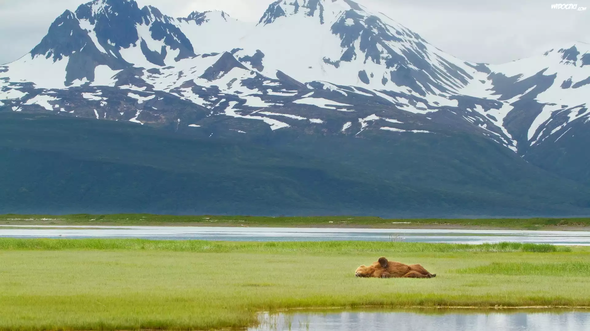 Alaska, Niedźwiedź Brunatny