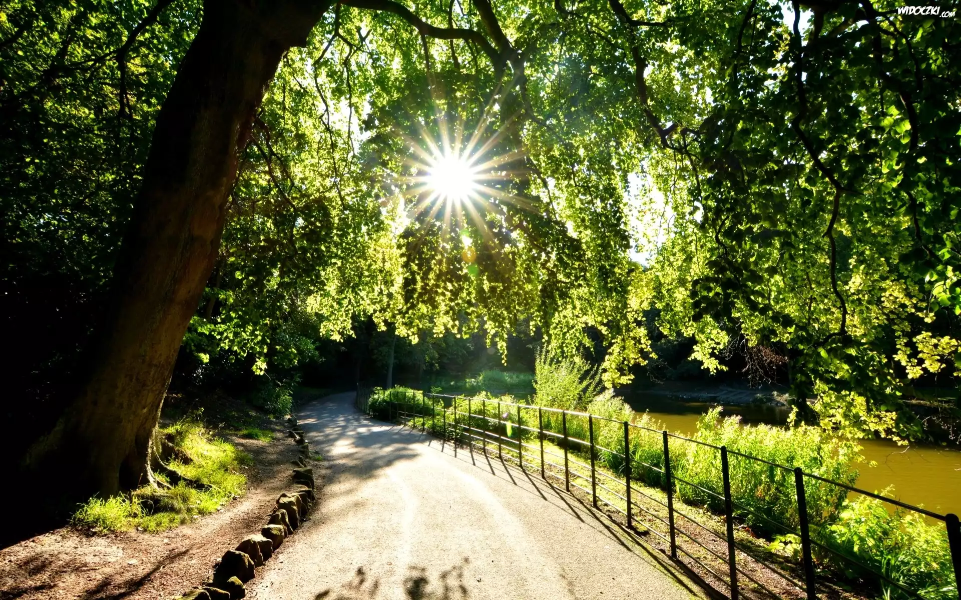 Park, Aleja, Promienie słońca, Wirral Birkenhead Merseyside, Anglia