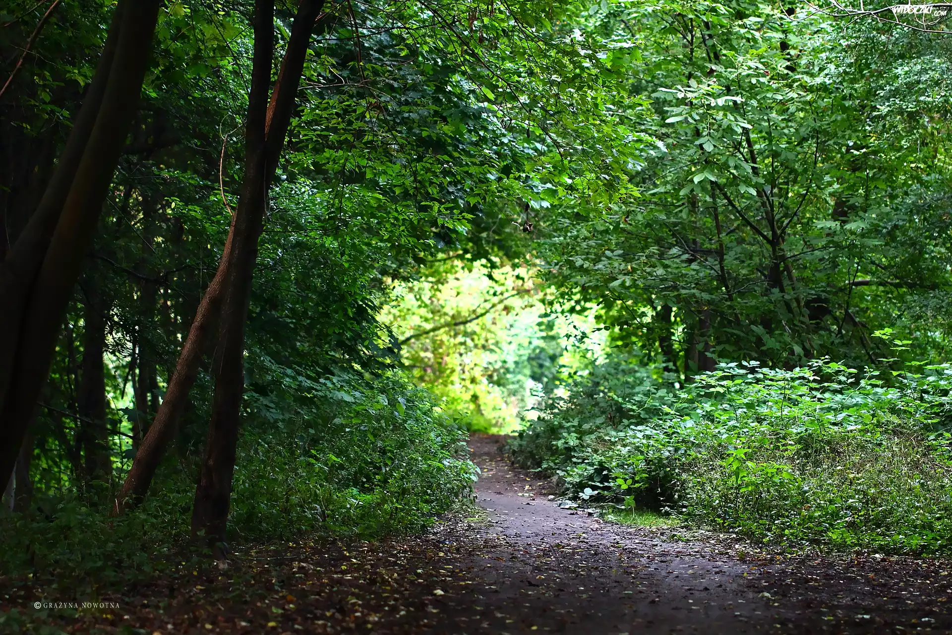 Park, Aleja, Drzewa