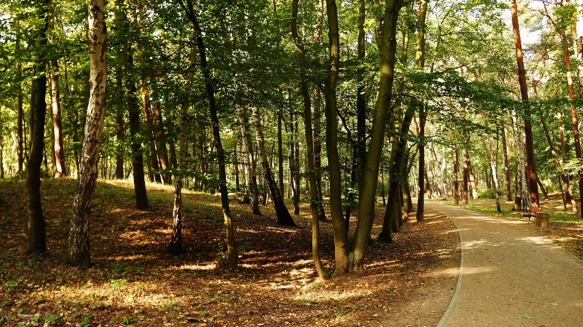 Park, Alejka, Drzewa