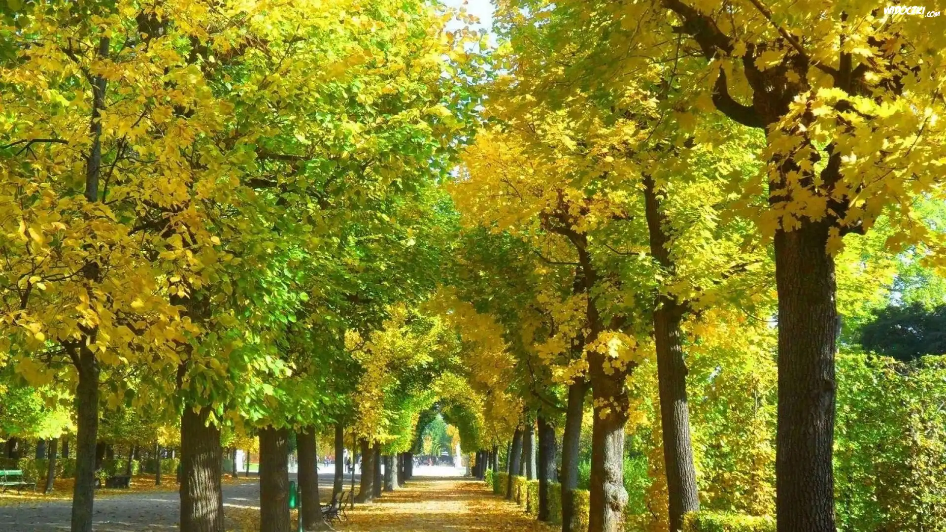 Park, Alejka, Jesień