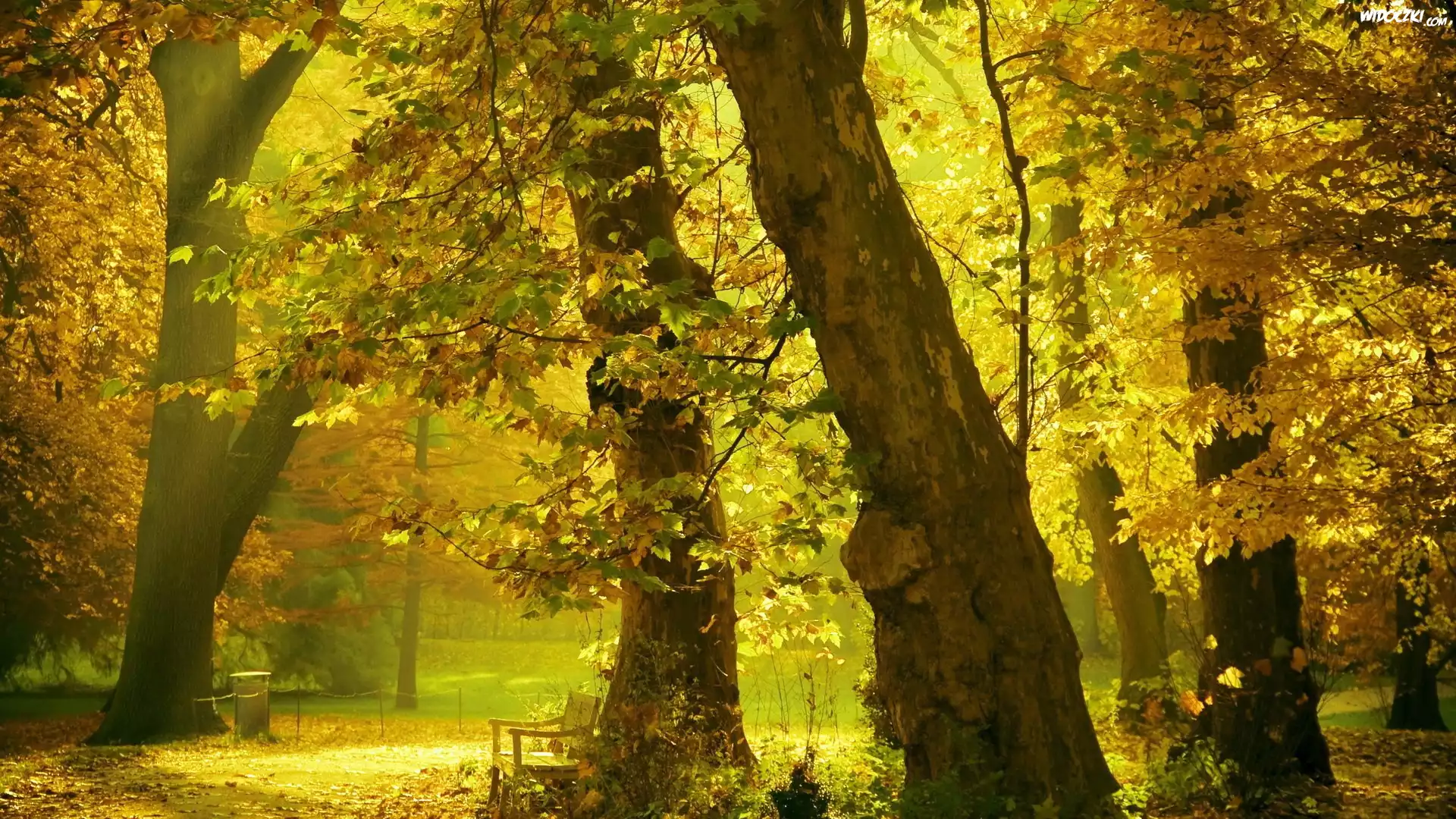 Park, Alejki, Ławki, Przebijające, Światło, Jesień, Drzewo