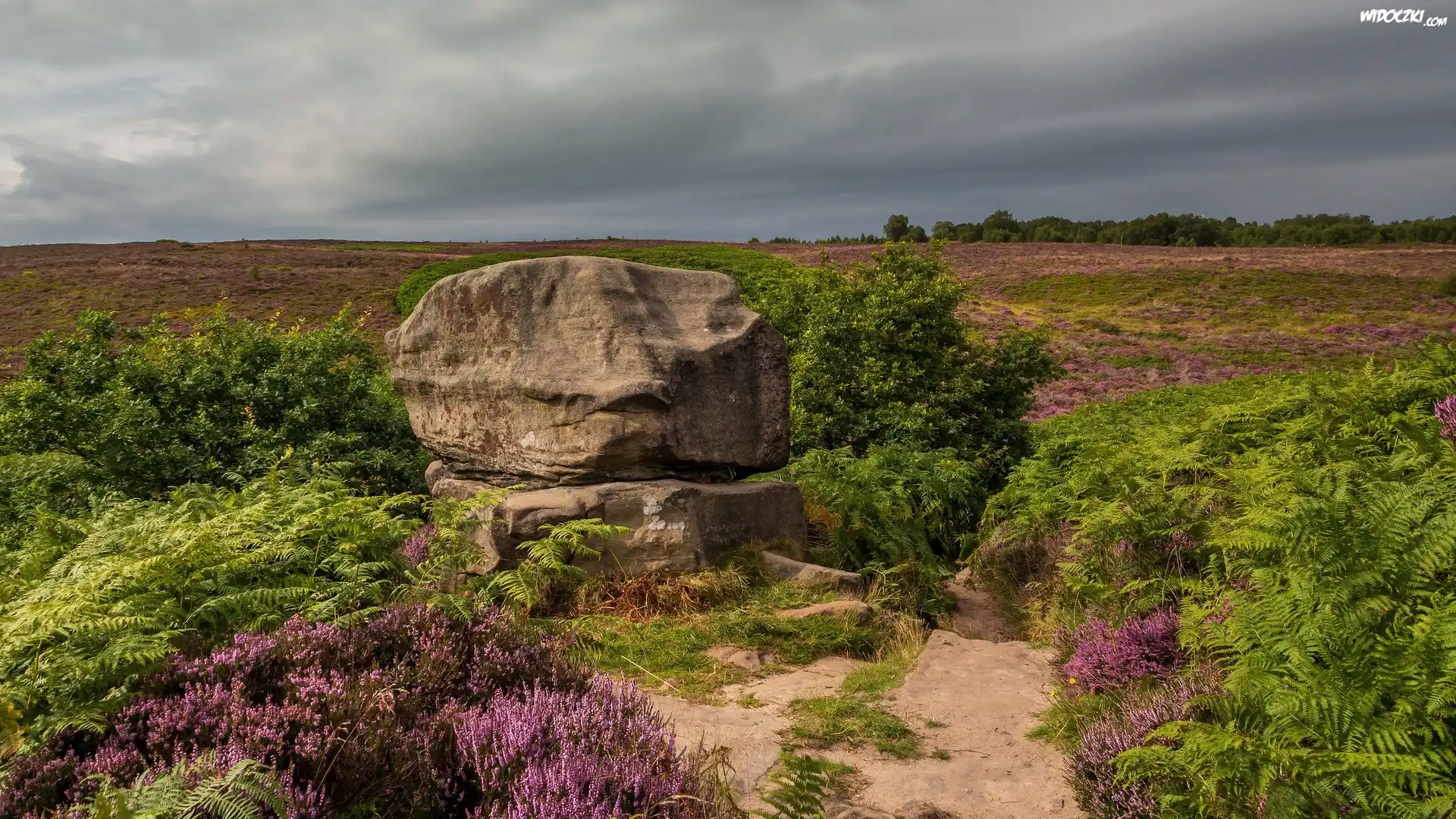 Anglia, Hrabstwo Derbyshire, Park Narodowy Peak District, Skała, Głaz, Wrzosowisko