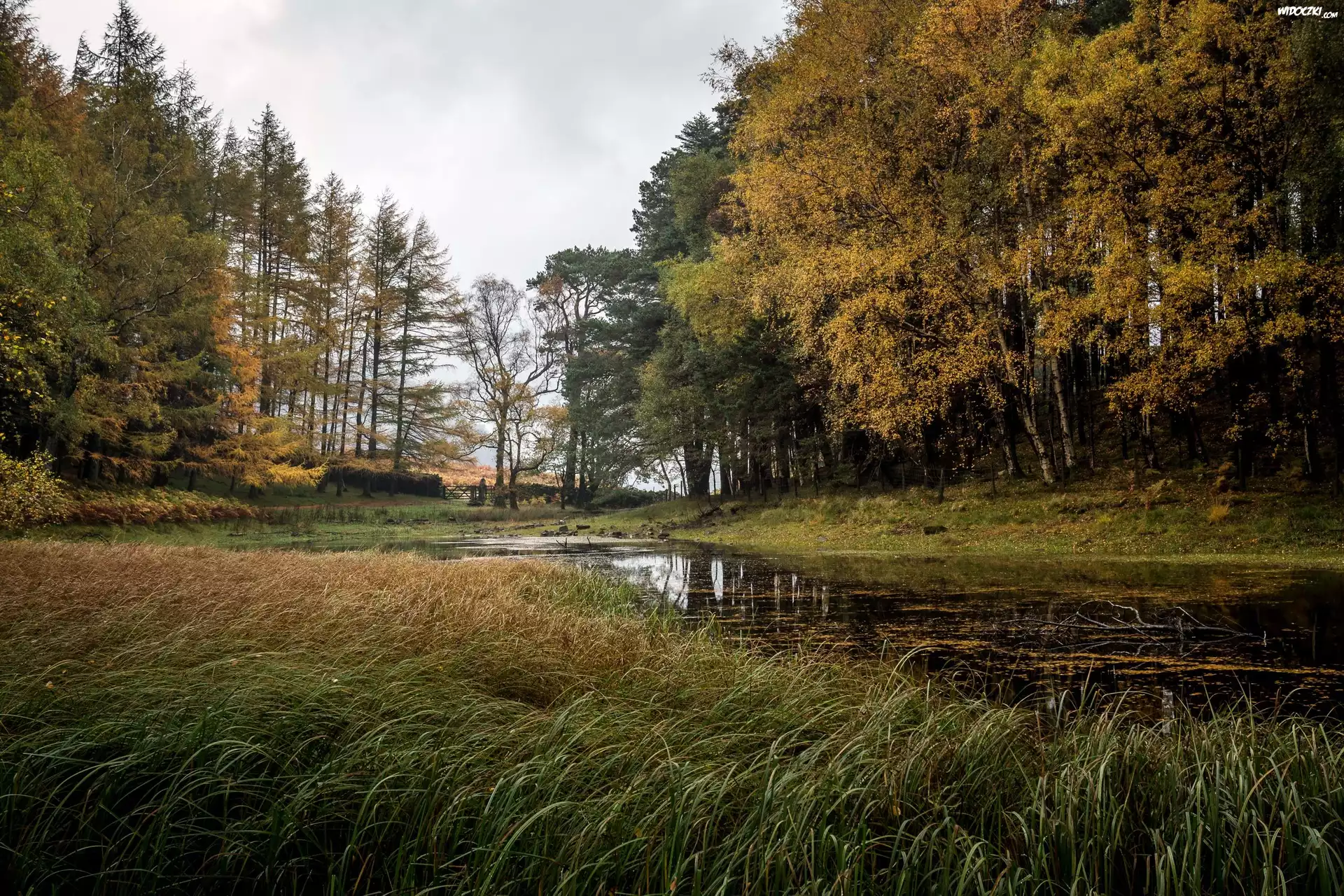 Anglia, Glenridding, Park, Drzewa, Jezioro, Trawa