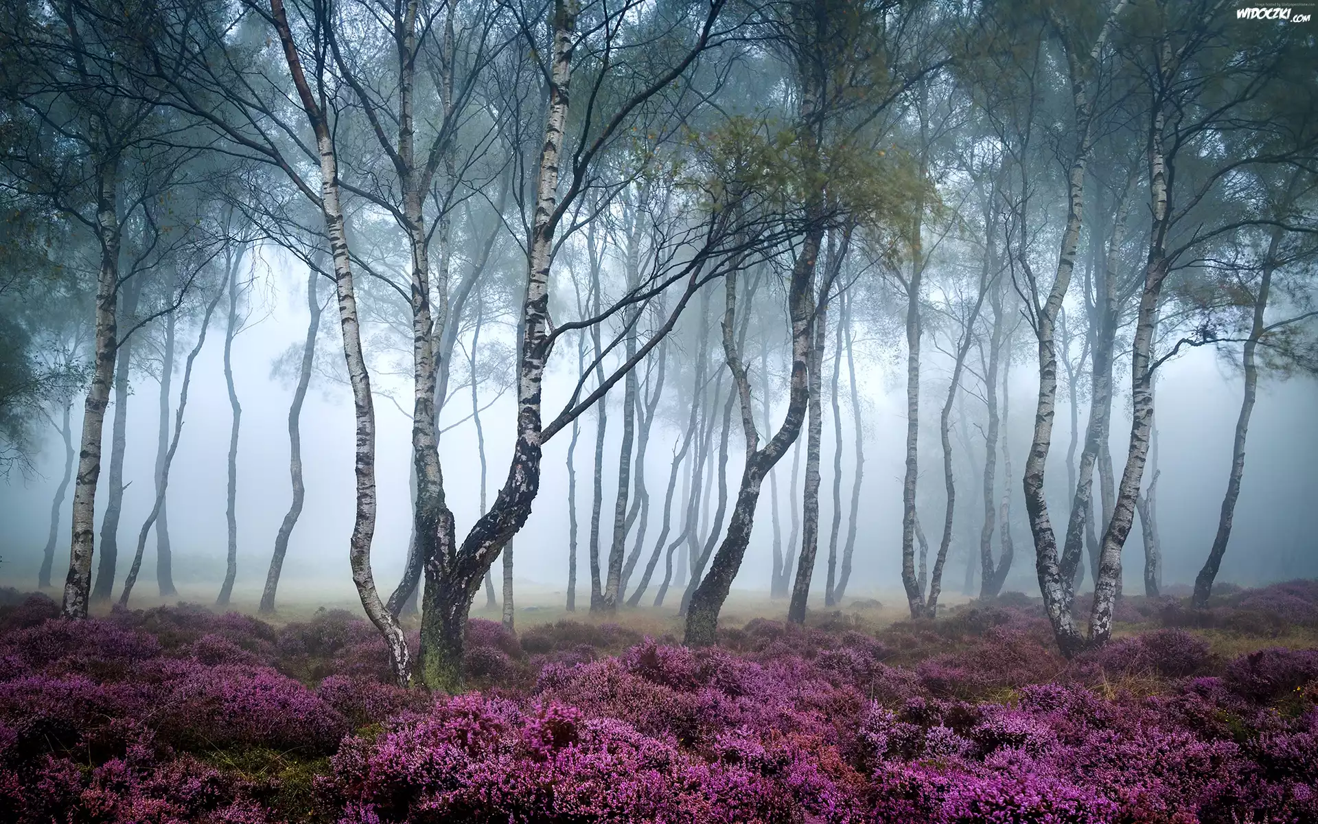 Anglia, Park Narodowy Peak District, Stanton Moor, Jesień, Mgła, Las, Drzewa, Brzozy, Wrzosowisko
