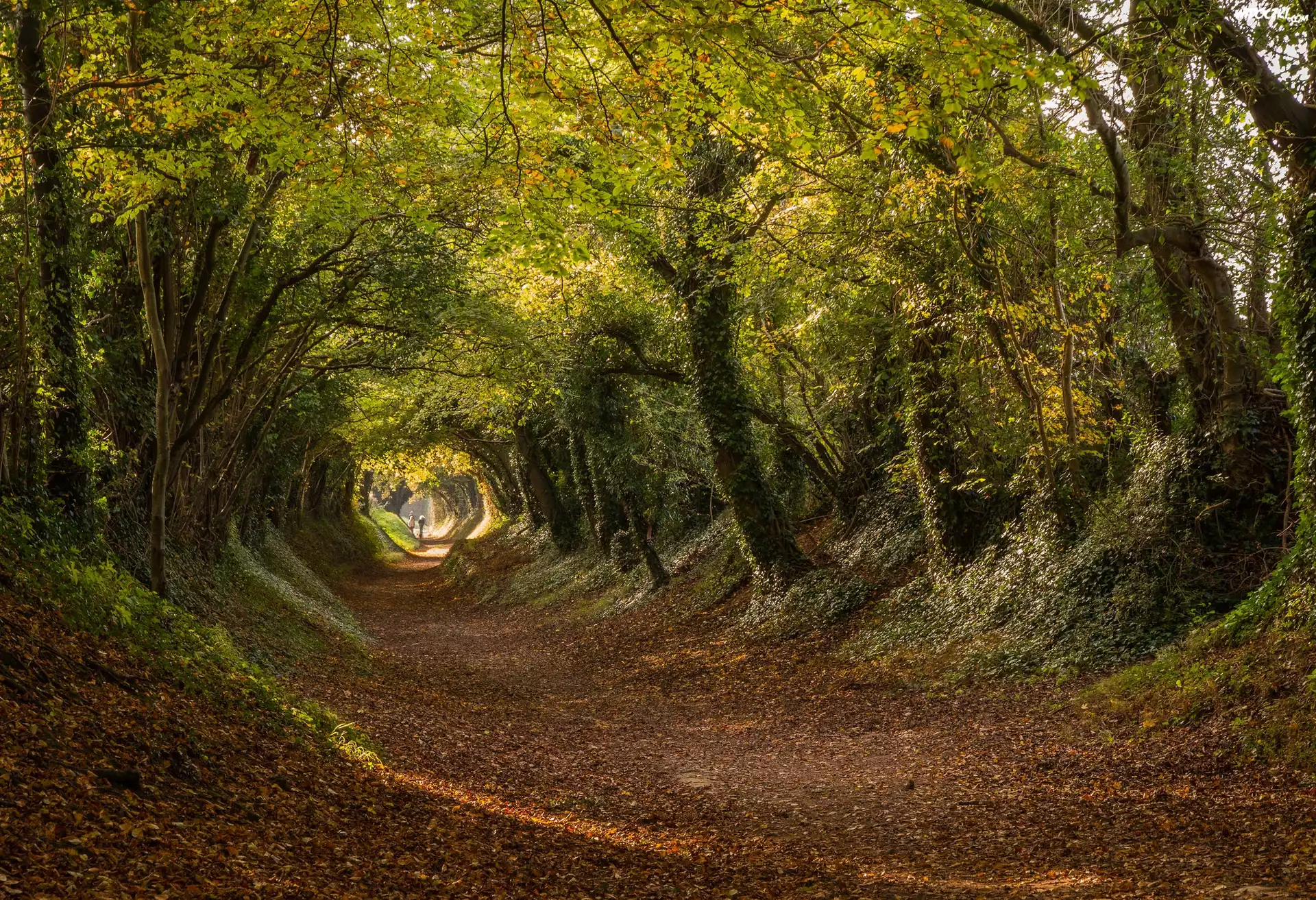 Anglia, Hrabstwo West Sussex, Wieś Halnaker, Droga Stane Street, Jesień, Drzewa, Droga, Liście