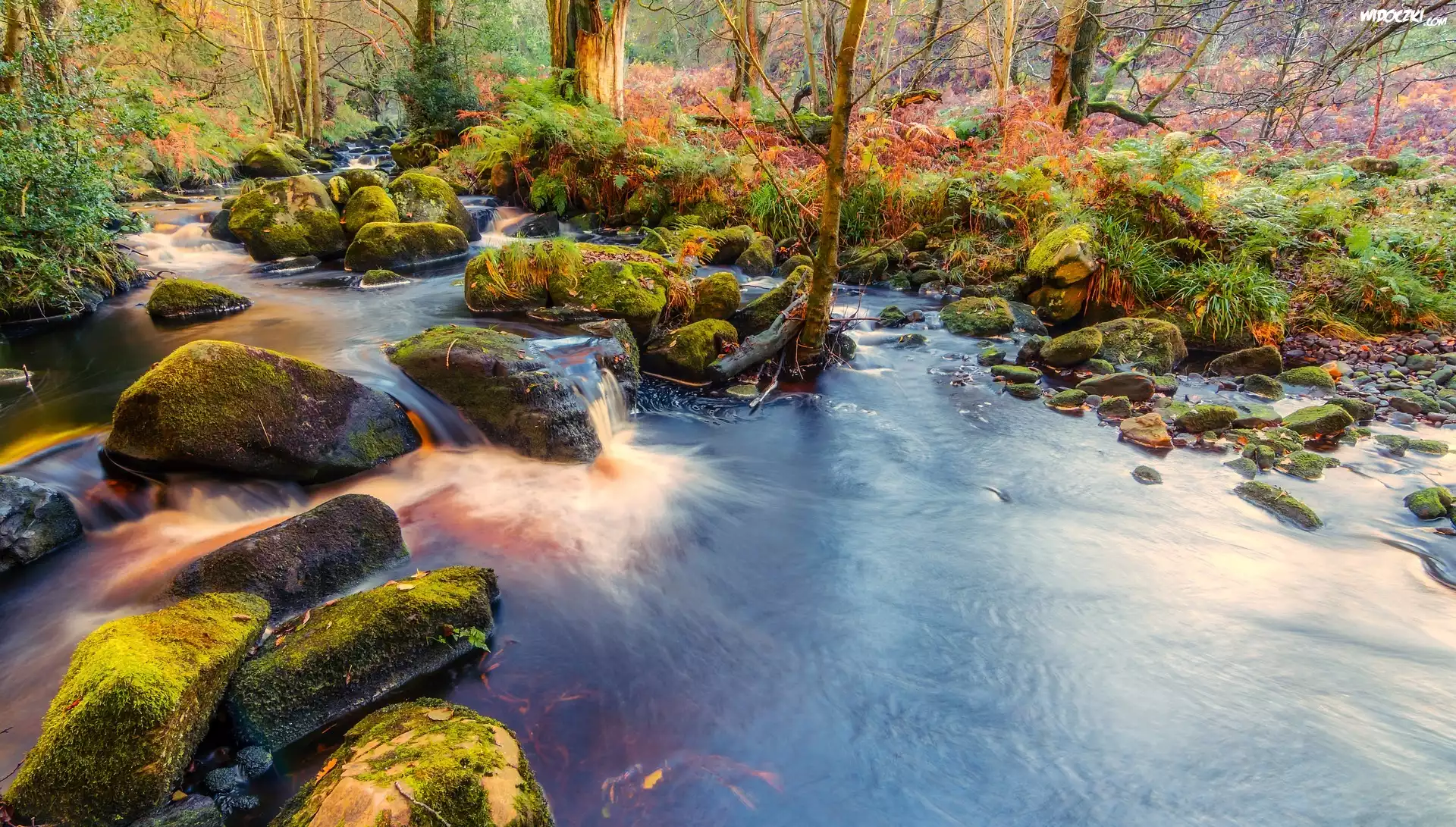 Anglia, Park Narodowy Yorkshire Dales, Opactwo Bolton Abbey, Las Valley of Desolation, Rzeka Wharfe, Drzewa, Omszałe, Kamienie