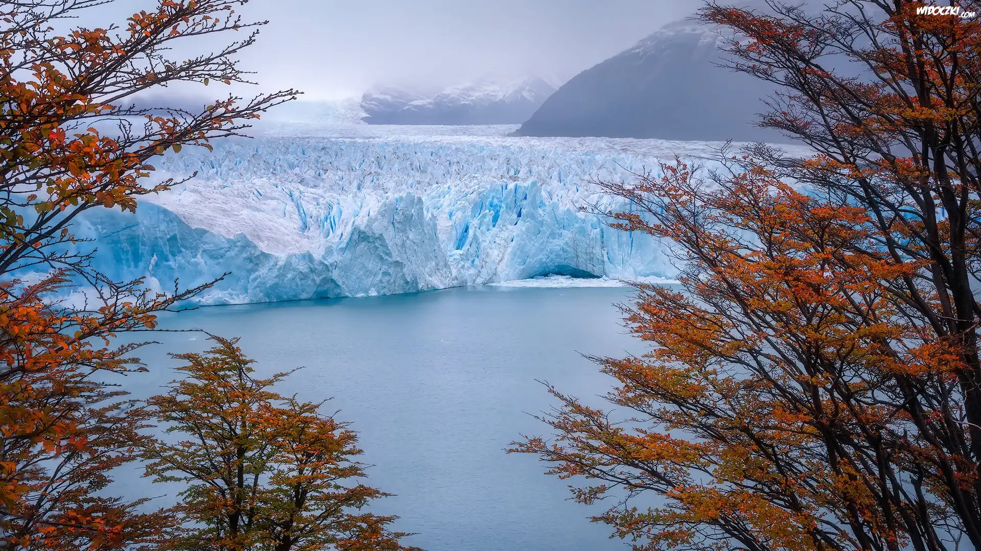 Argentyna, Park Narodowy Los Glaciares, Lodowiec, Perito Moreno, Drzewa