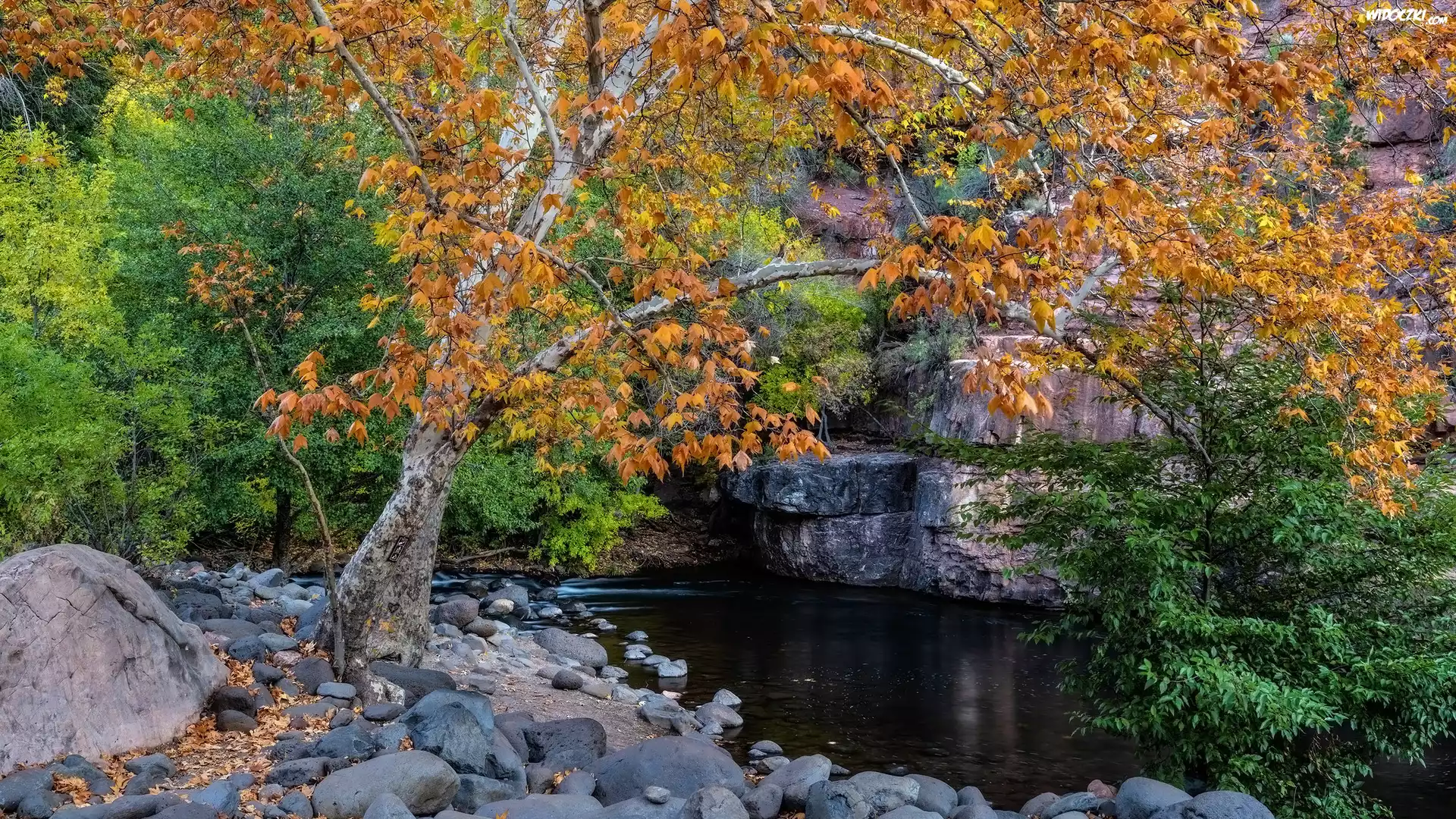 Jesień, Drzewa, Jawor, Kamienie, Rzeka, Grasshopper Point, Sedona, Stan Arizona, Stany Zjednoczone
