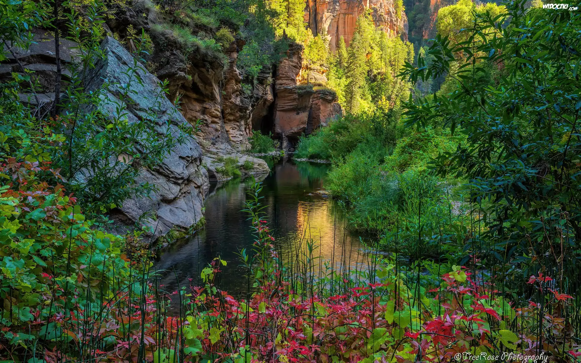 West Fork Oak Creek, Rzeka, Drzewa, Skały, Kamienie, Sedona, Arizona, Stany Zjednoczone