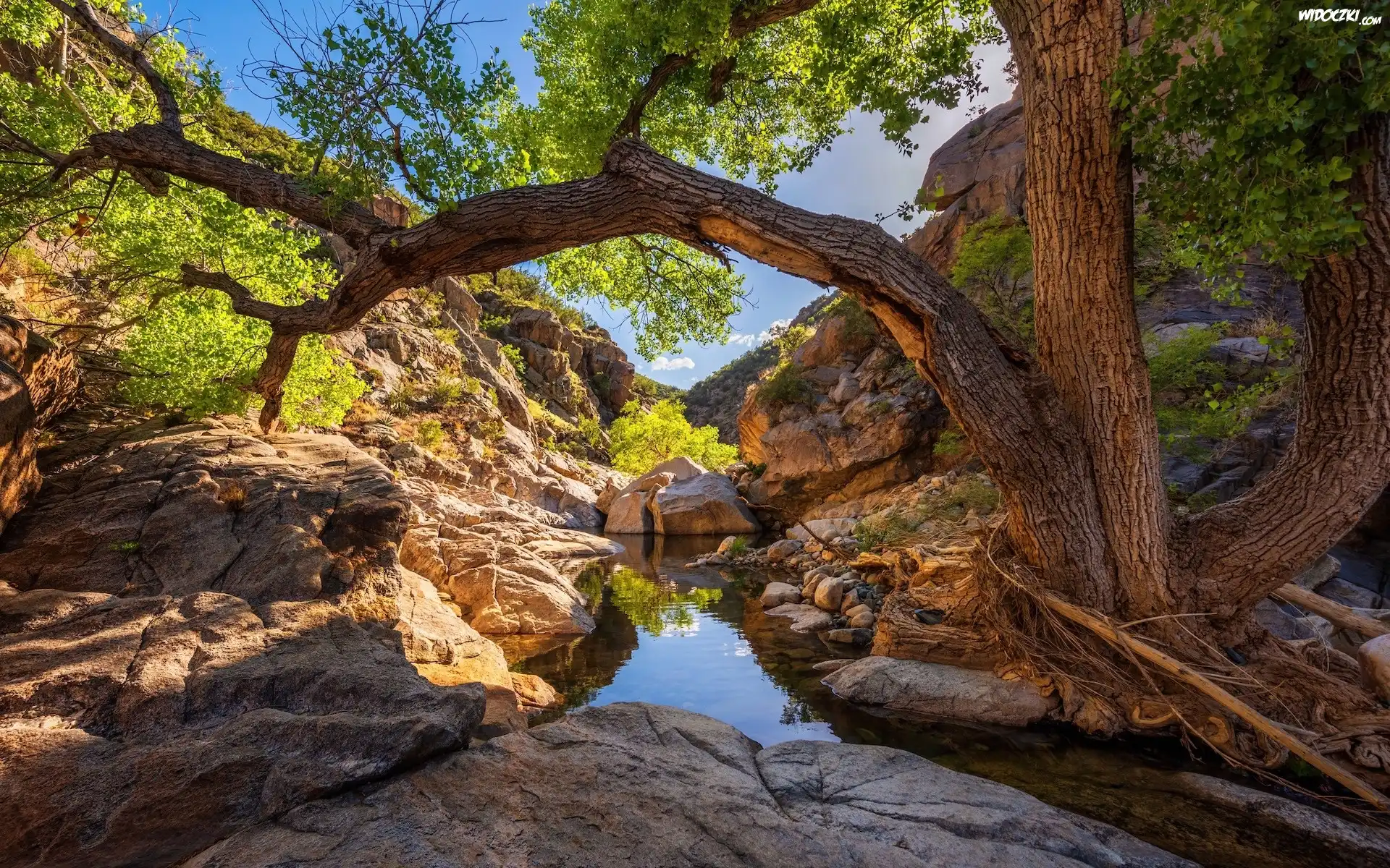 Skały, Wąwóz, Rzeka, Poland Creek, Drzewo, Prescott National Forest, Arizona, Stany Zjednoczone