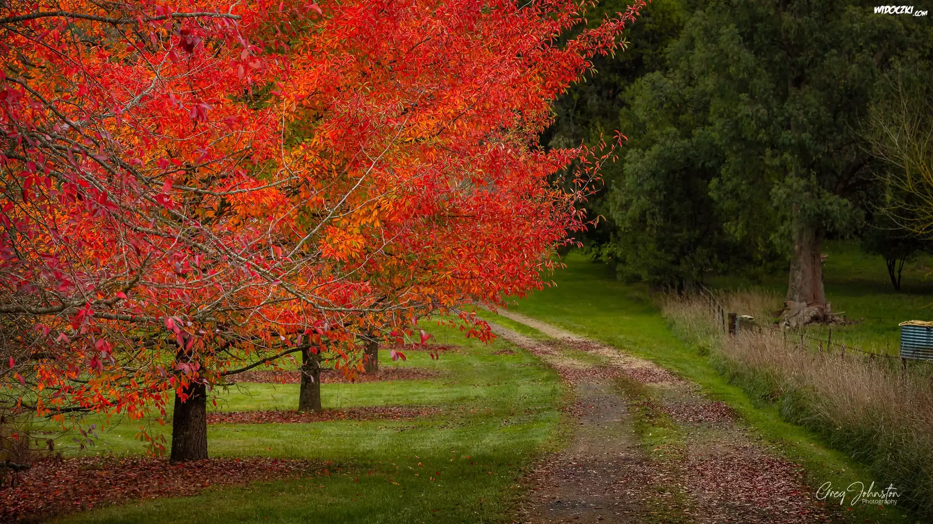 Park, Droga, Drzewa, Jesień, Czerwone, Liście, Wandiligong, Stan Wiktoria, Australia
