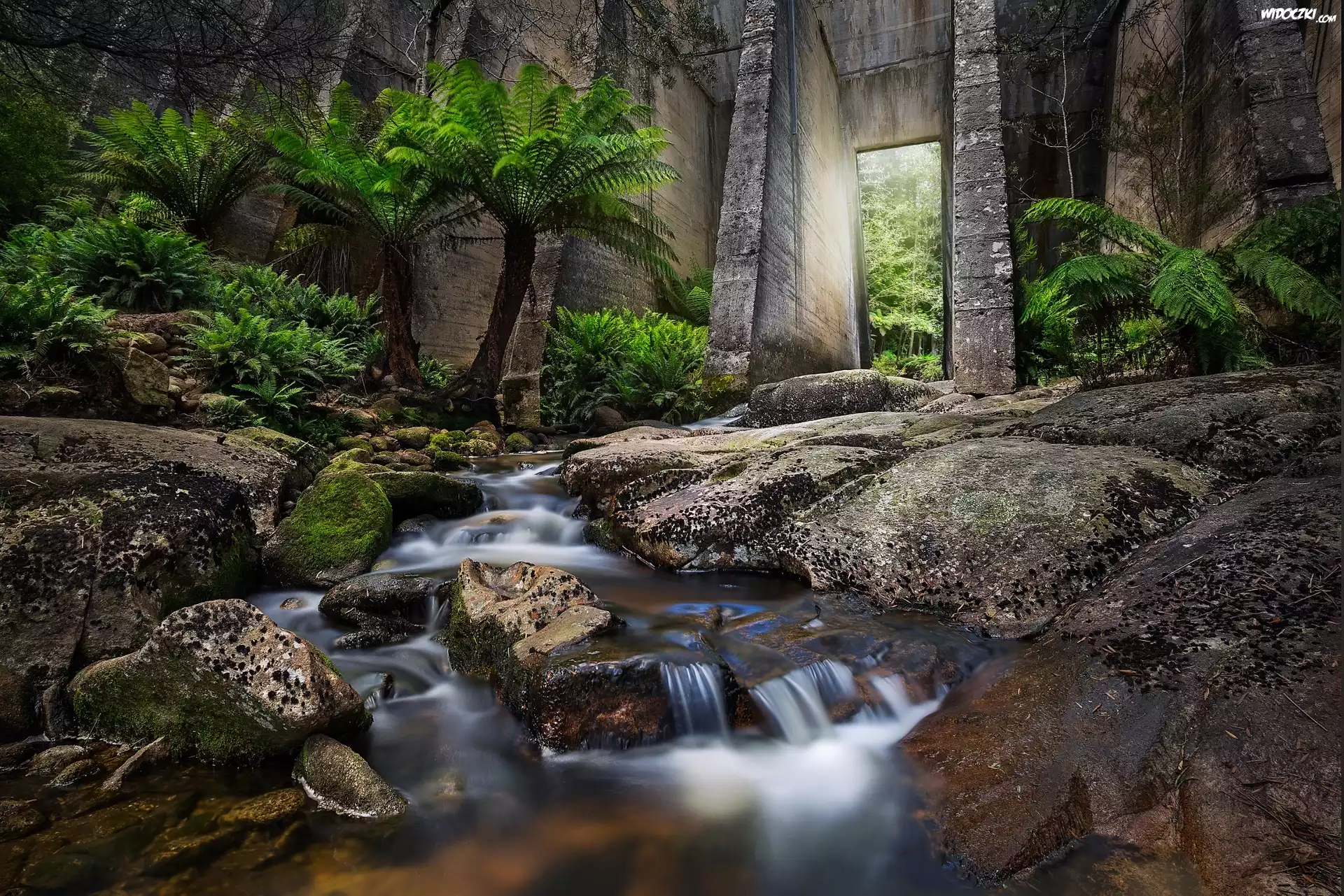 Australia, Tasmania, Tama Mount Paris Dam, Rzeka Cascade River, Roślinność, Palmy, Kamienie, Strumień