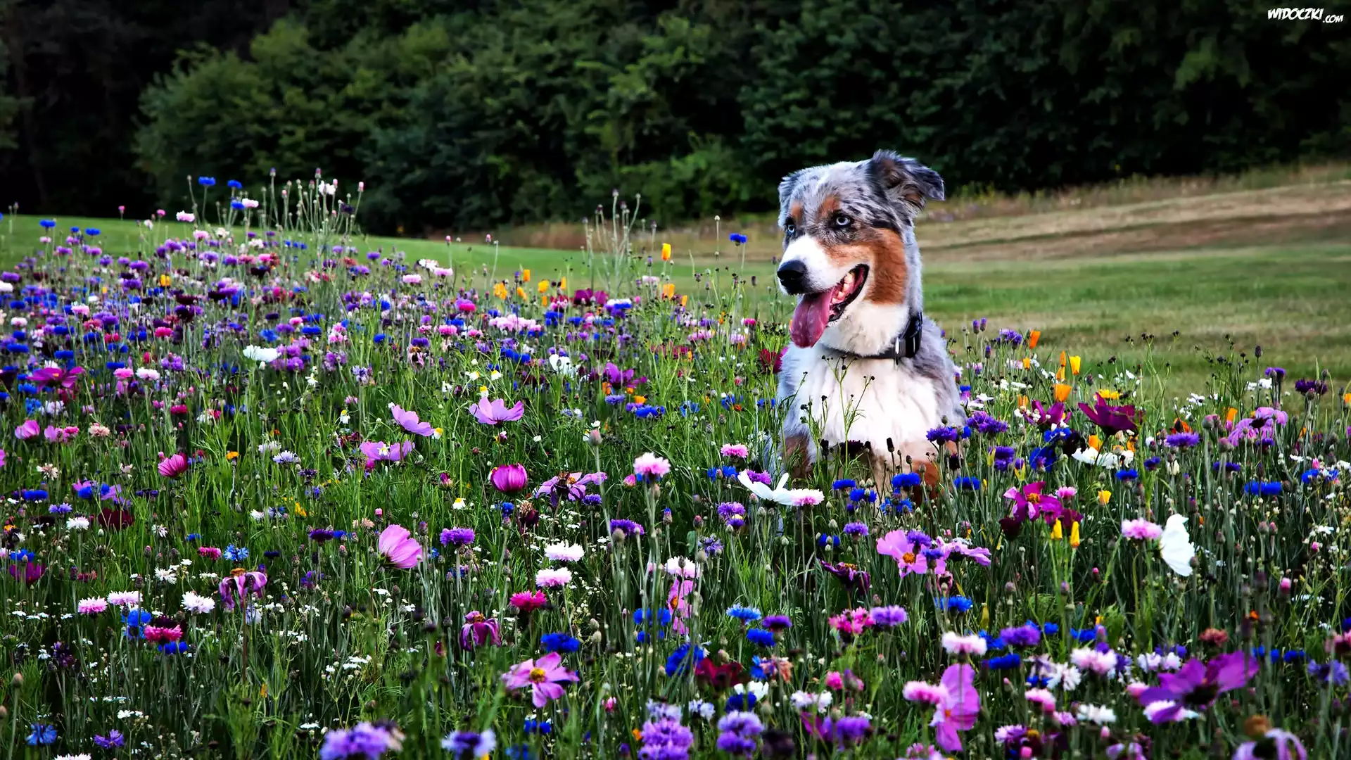 Łąka, Owczarek australijski-australian shepherd