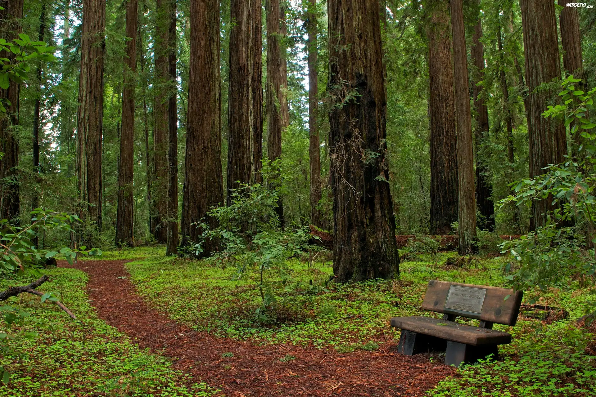 Park, Ławeczka, Kalifornia