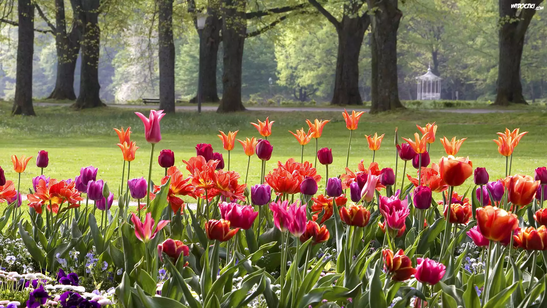 Niemcy, Baden-Baden, Wiosna, Park, Tulipany, Drzewa