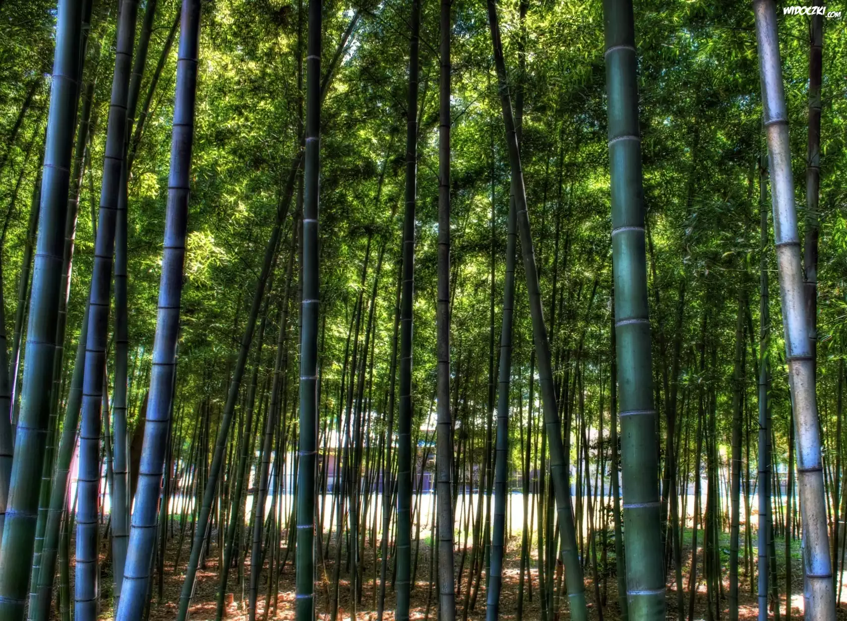 Bambusowy, Las