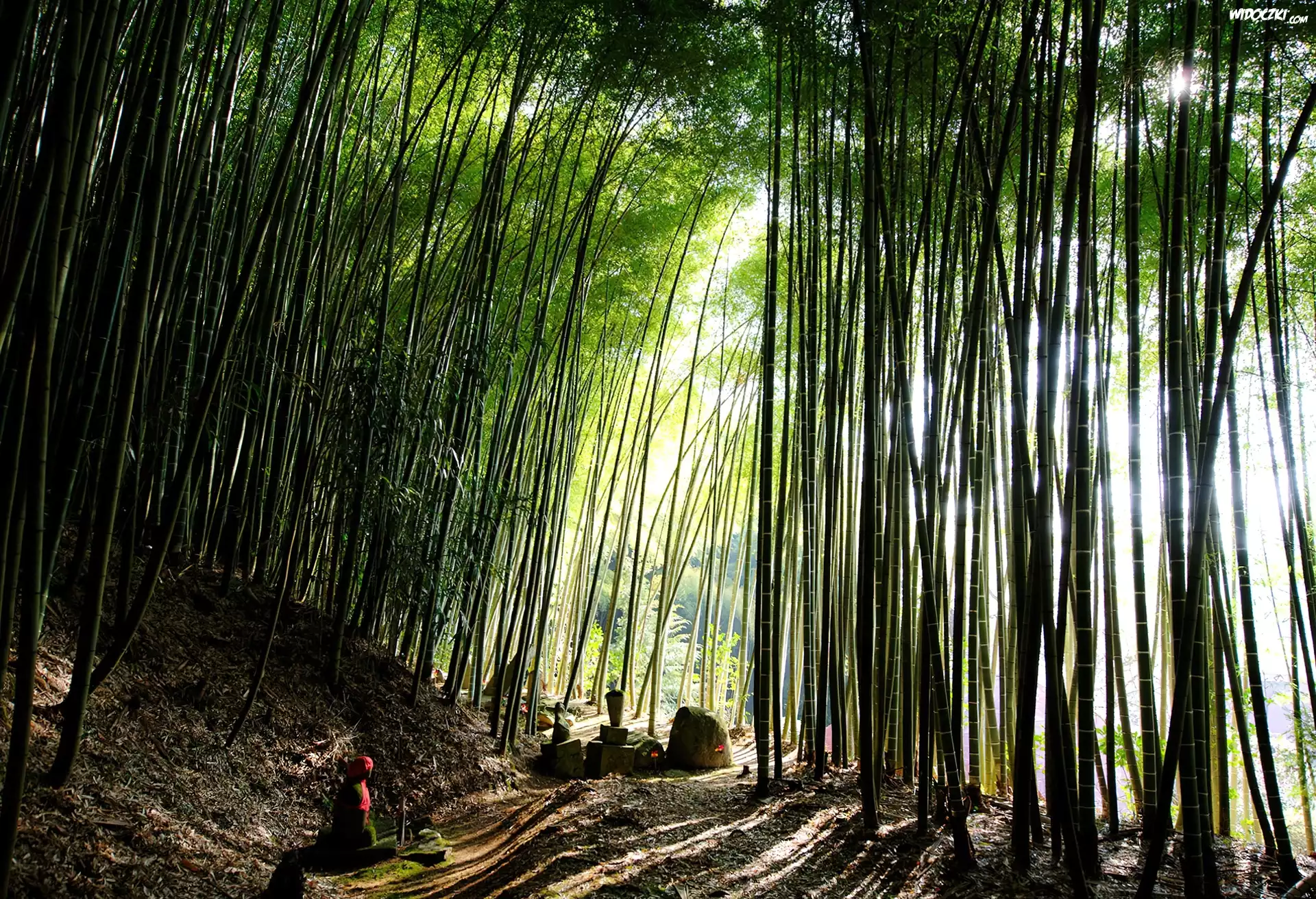 Bambusowy, Las