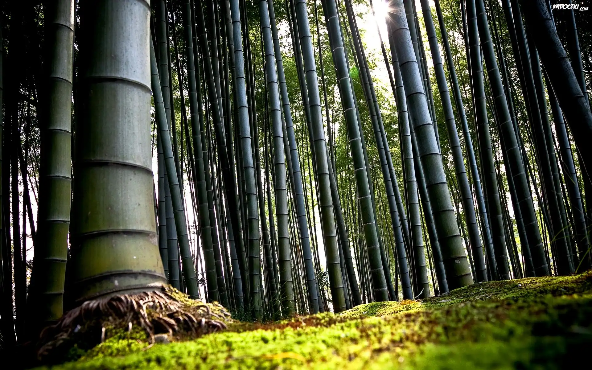 Bambusowy, Las