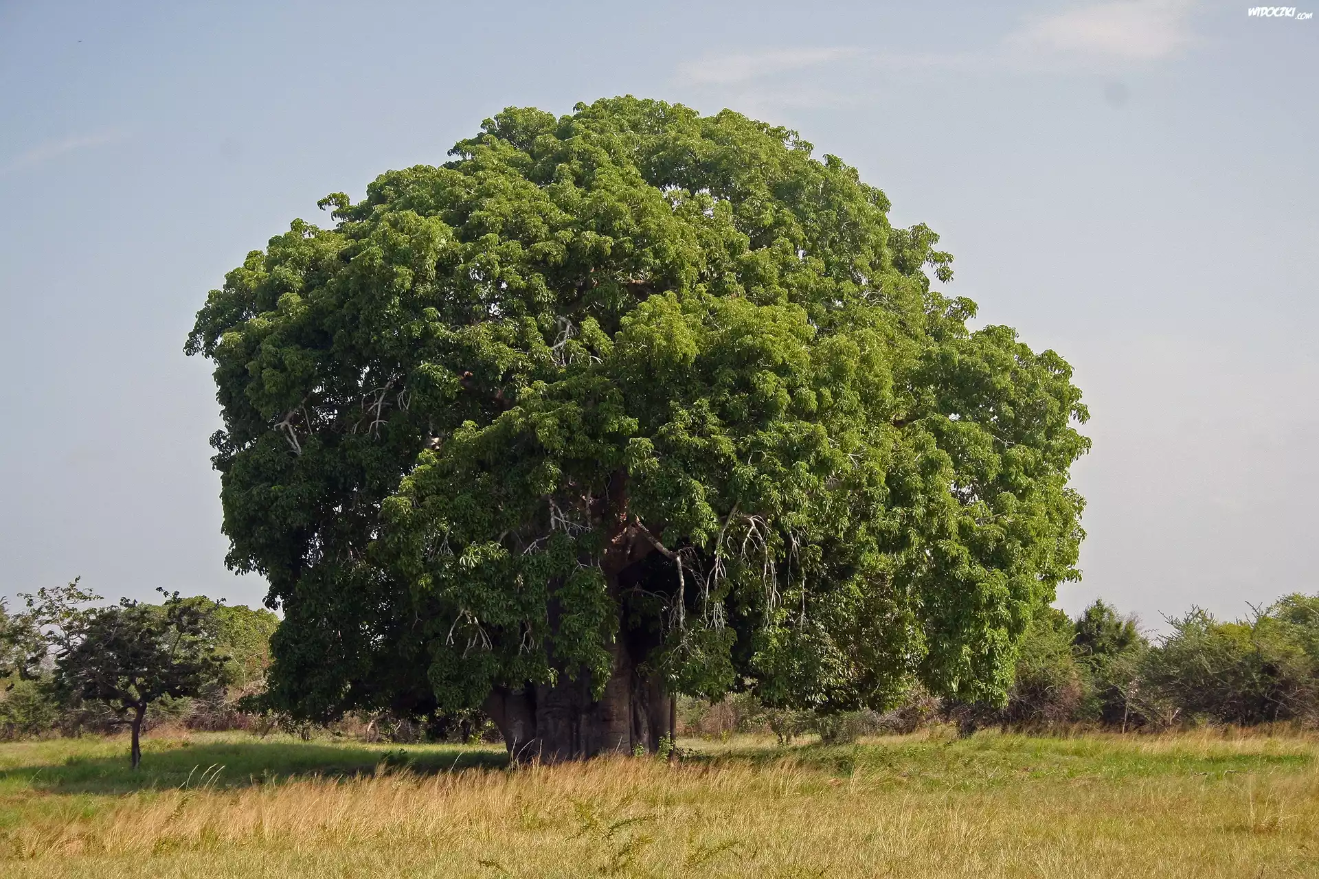 Baobab, Łąka
