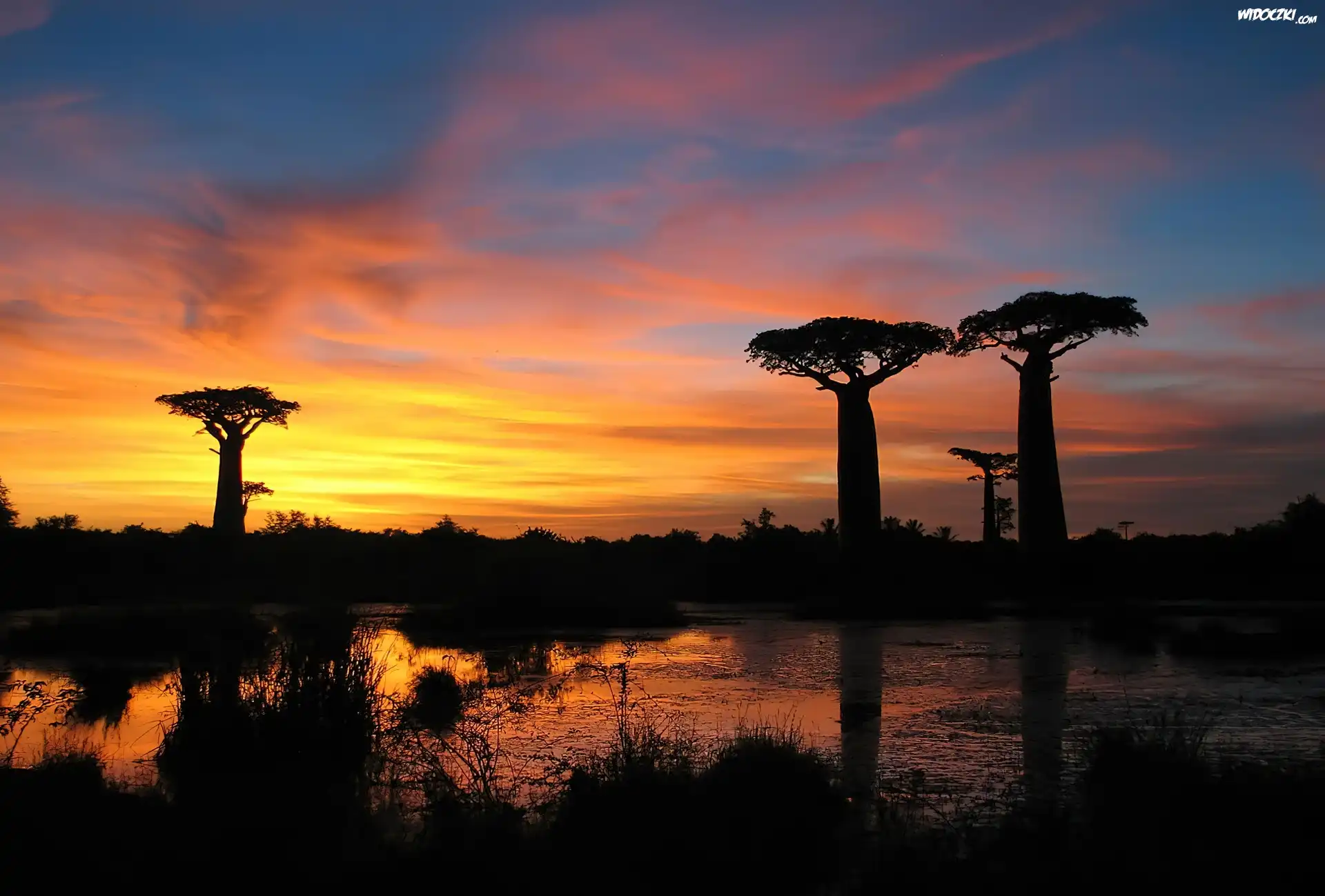 Baobab, Jezioro, Zachód Słońca