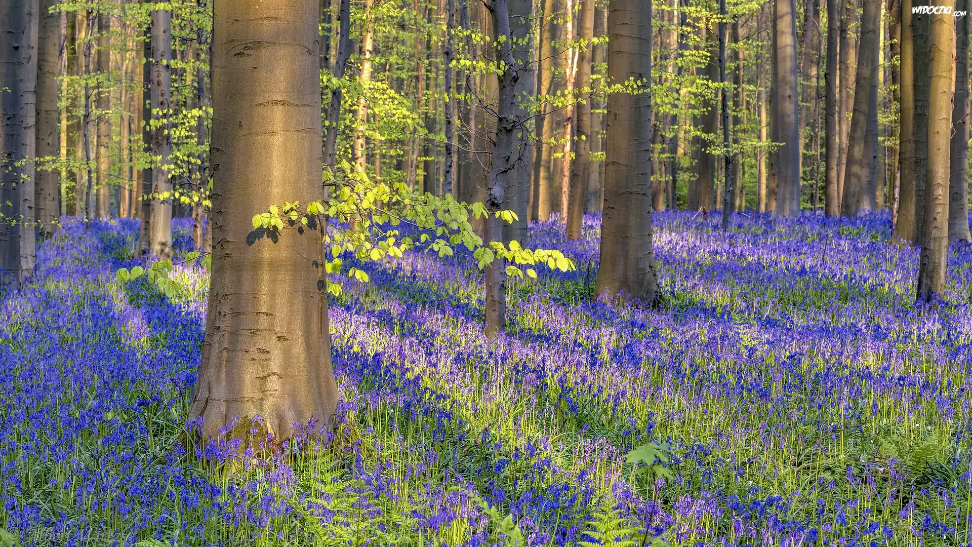 Las, Drzewa, Kwiaty, Hiacyntowce zwyczajne, Wiosna, Hallerbos, Belgia