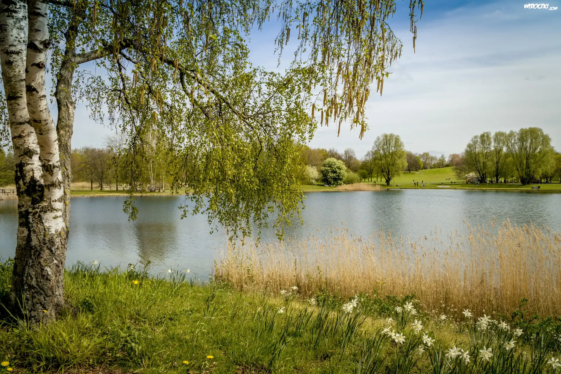 Niemcy, Berlin, Park Britzer Garten, Jezioro, Brzoza