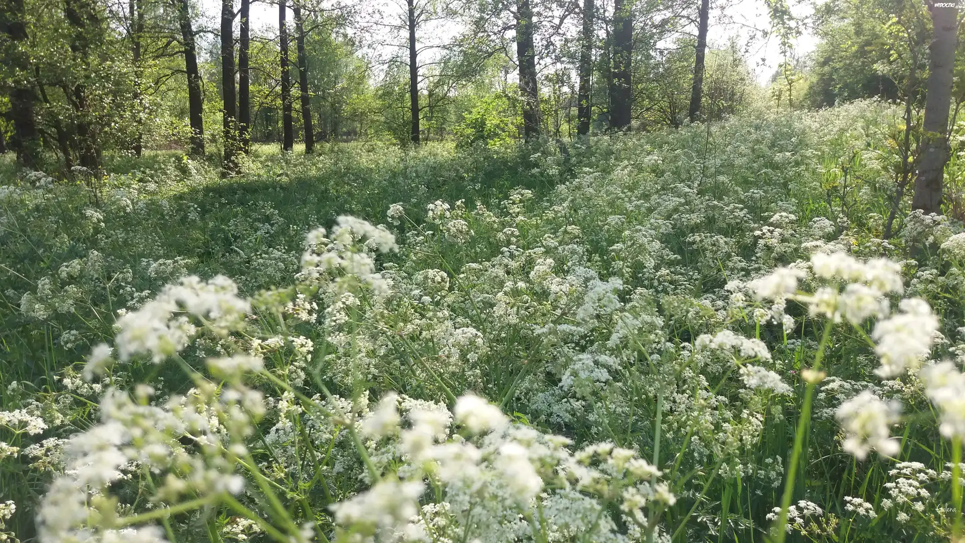 Białe, Kwiaty, Łąka, Las, Drzewa