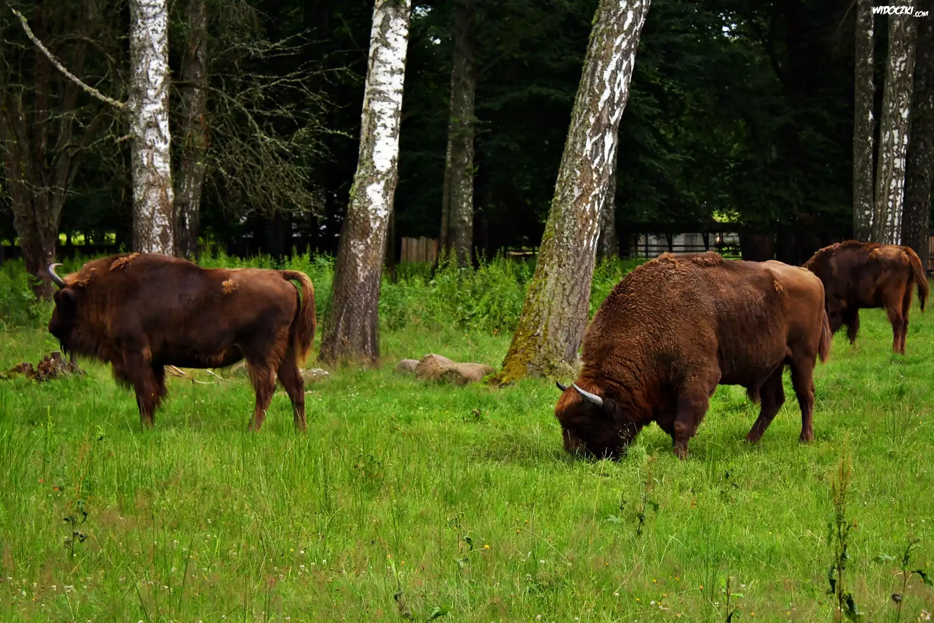 Białowieski, Park, Narodowy, Żubry