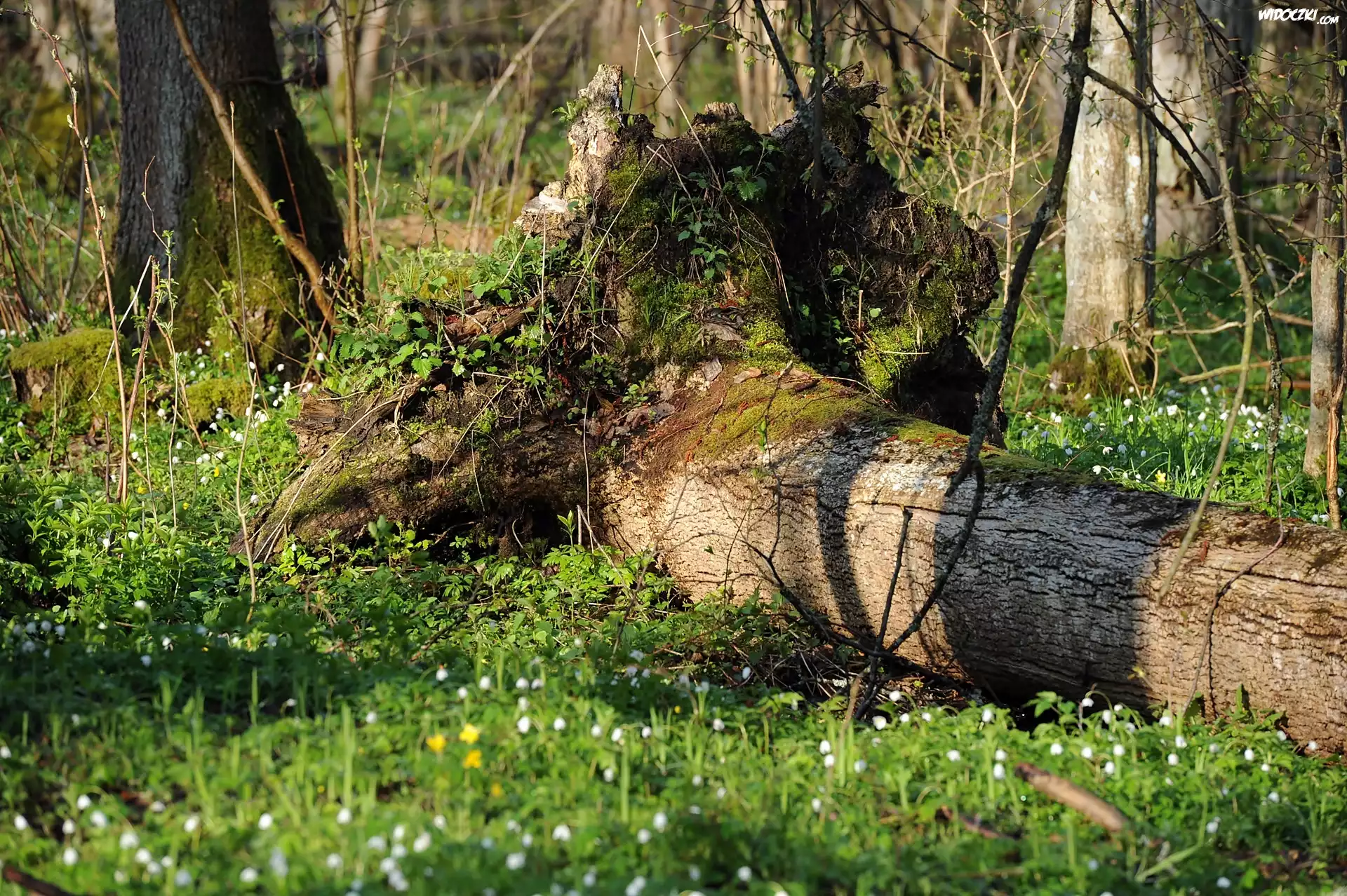 Białowieski, Park, Narodowy, Powalone, Drzewo