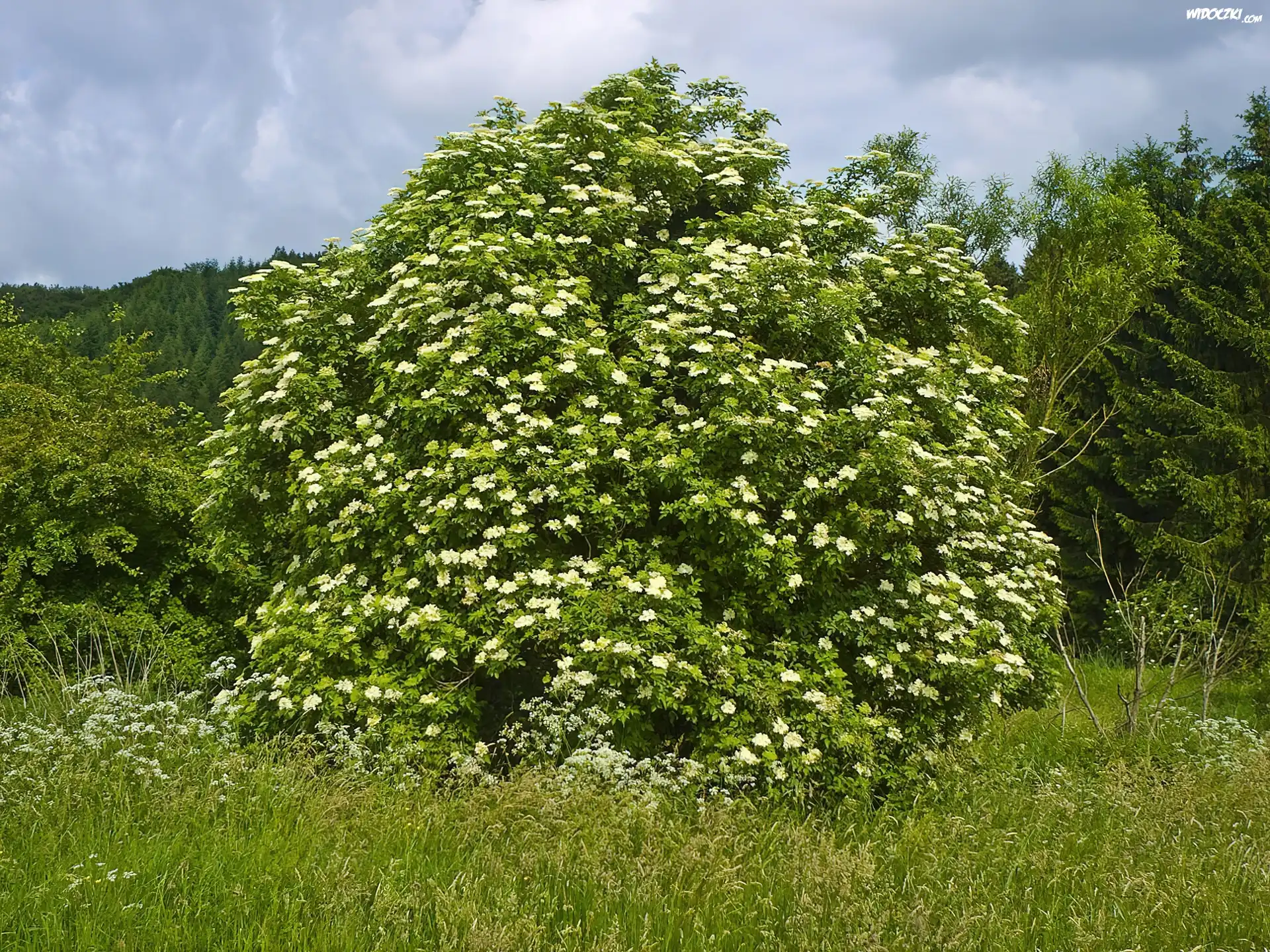 Biały, Dziki, Bez, Łąka