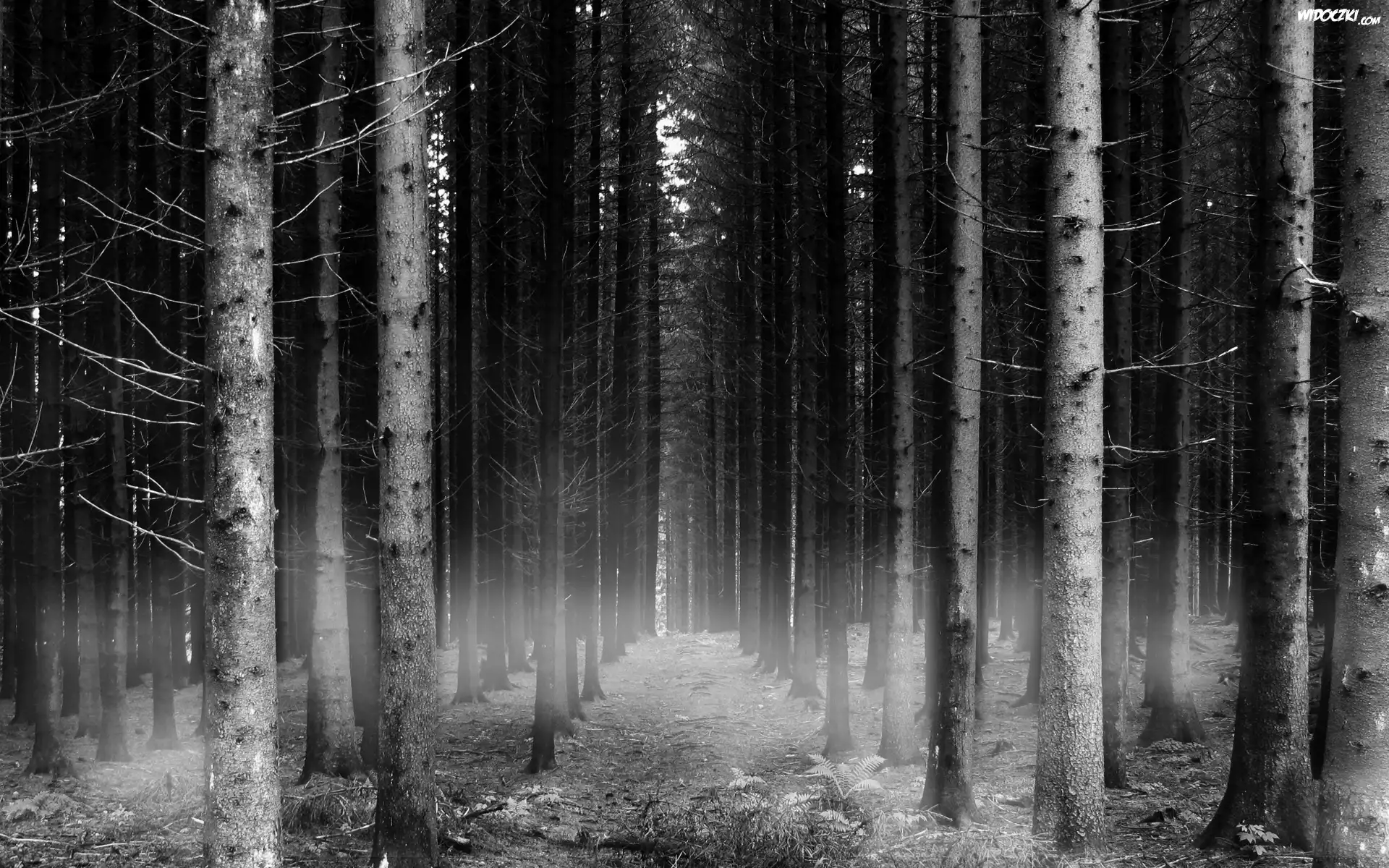 Czarno biały, Las