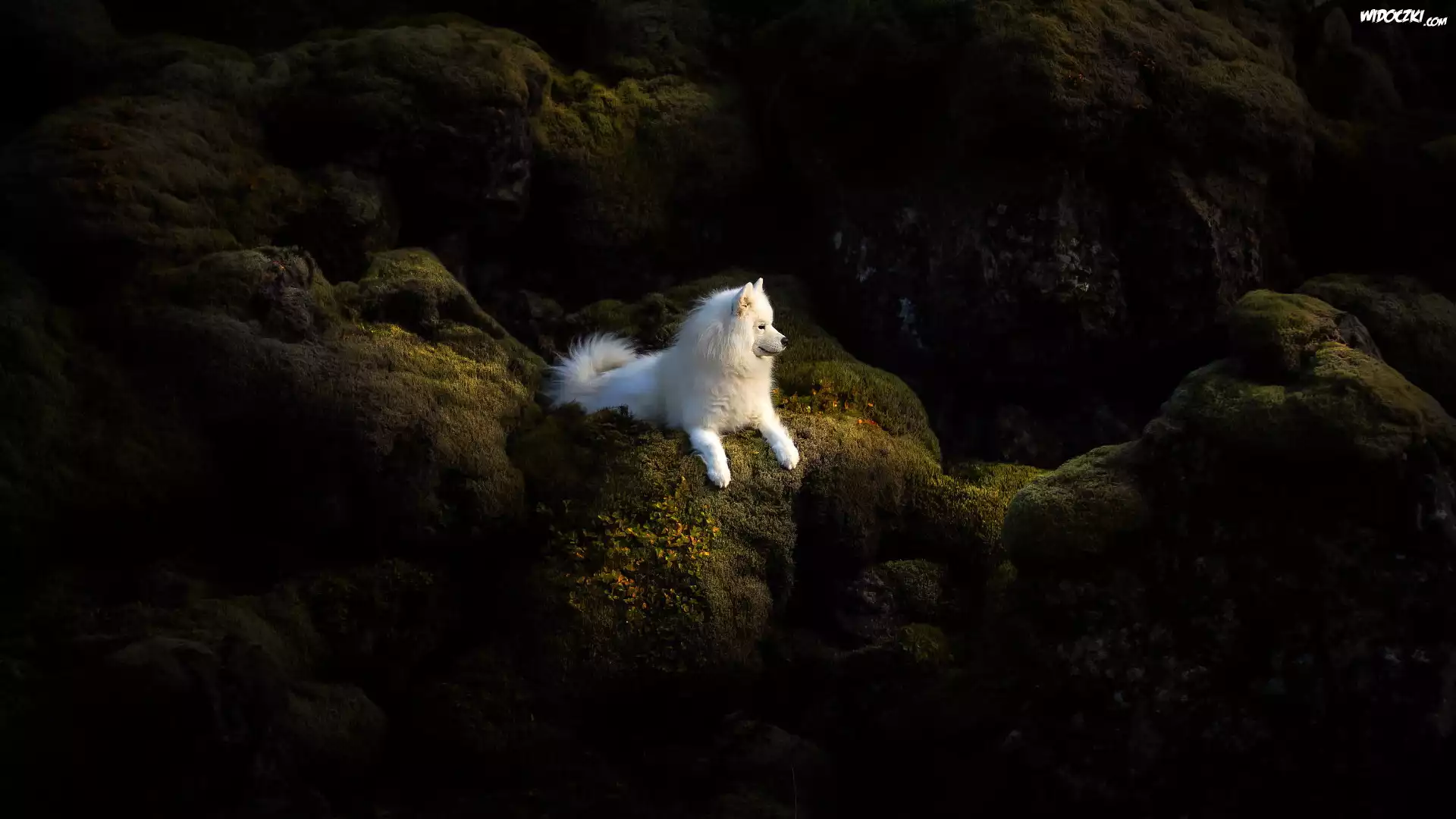 Biały, Pies, Samojed, Skały