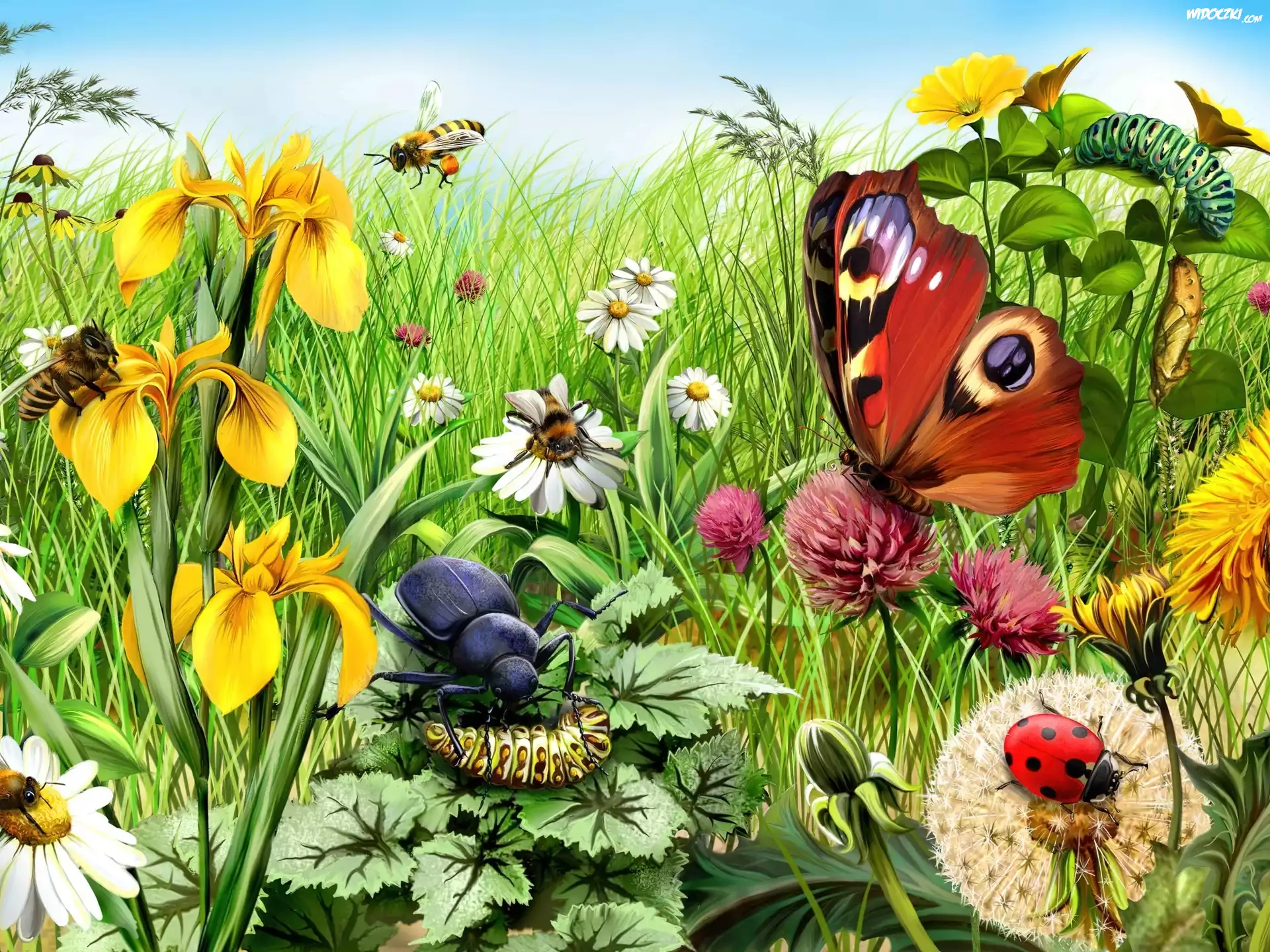 Łąka, Kwiaty, Motyl, Biedronka, Gąsienice