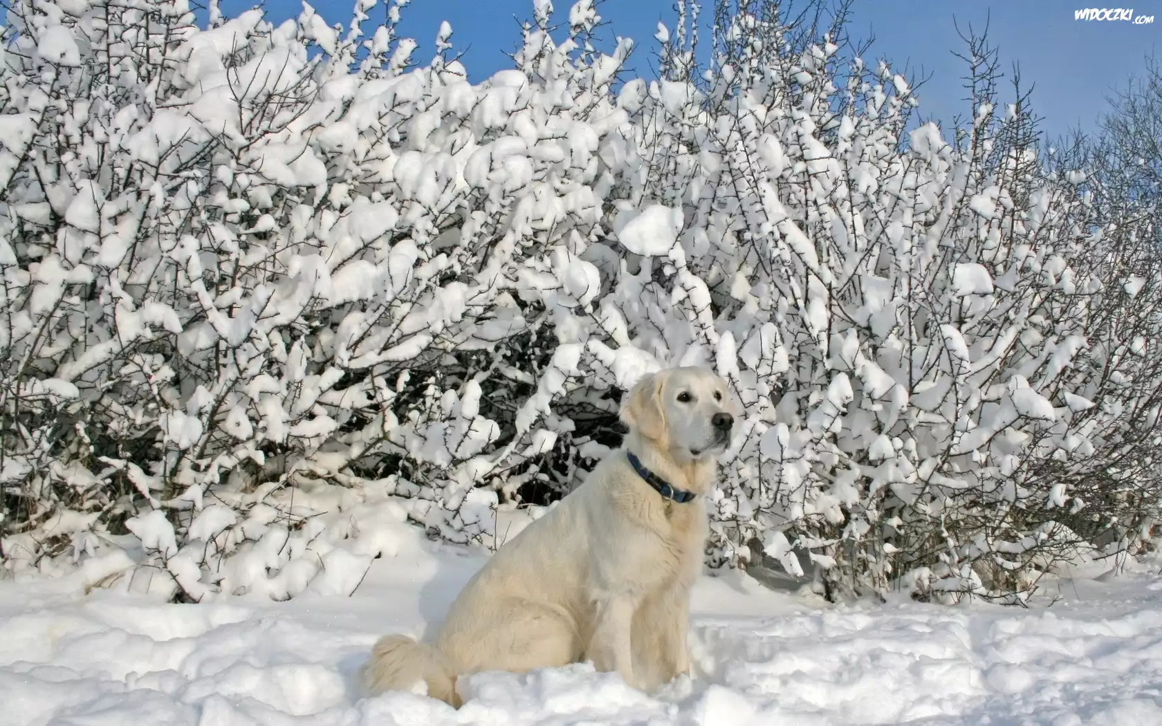 Åšnieg, Krzewy, Biszkoptowy, Labrador