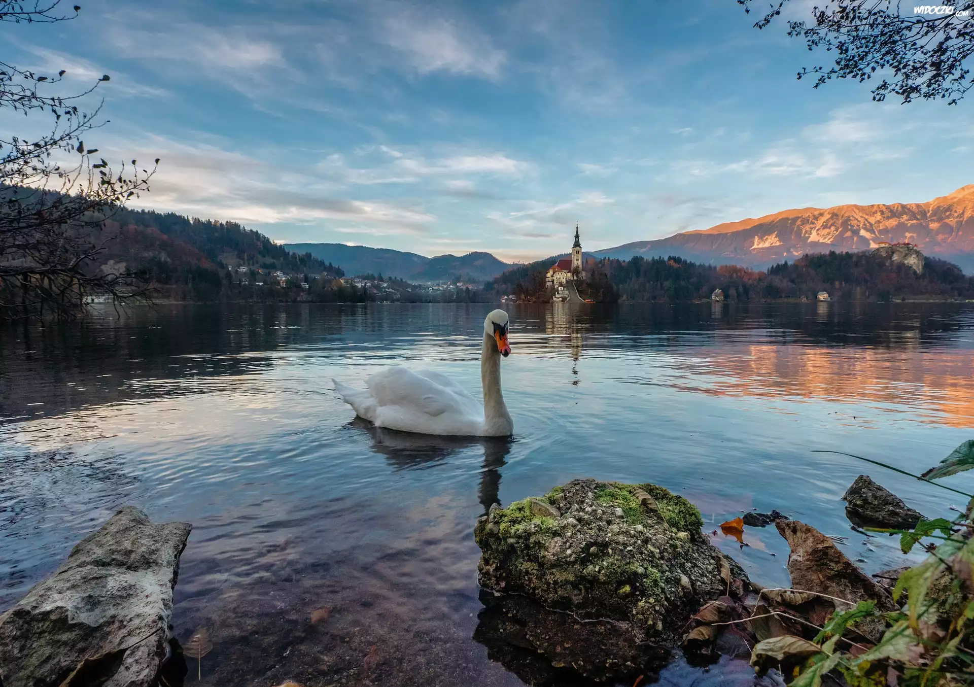 Słowenia, Wyspa Blejski Otok, Jezioro Bled, Kościół, Łabędź, Góry Alpy, Drzewa