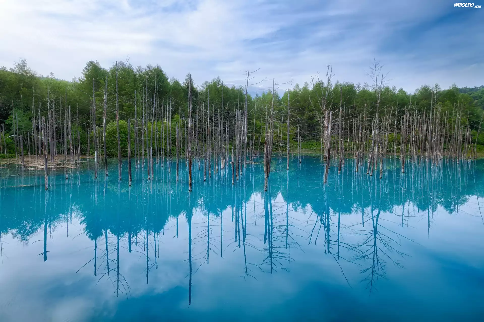 Błękitny, Staw, Hokkaido, Japonia, Drzewa