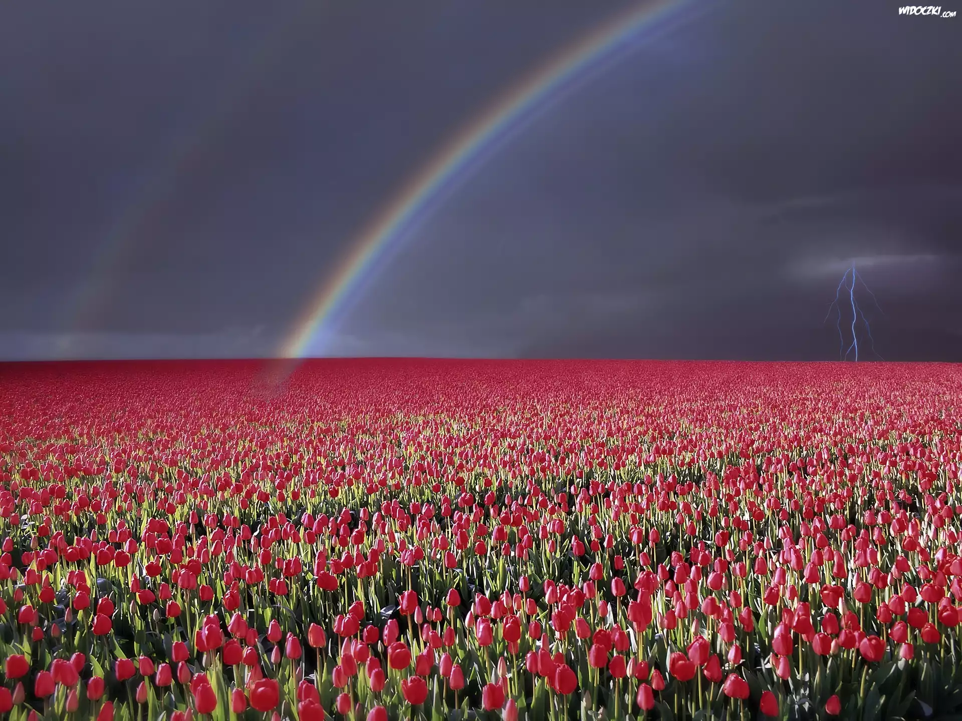 Błyskawica, Tęcza, Pole, Tulipanów