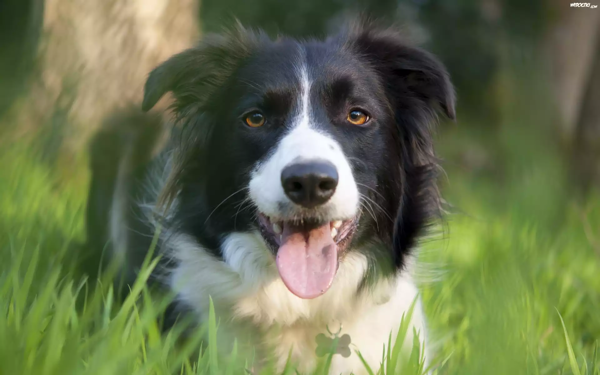 Border, Collie, Łąka, Trawa
