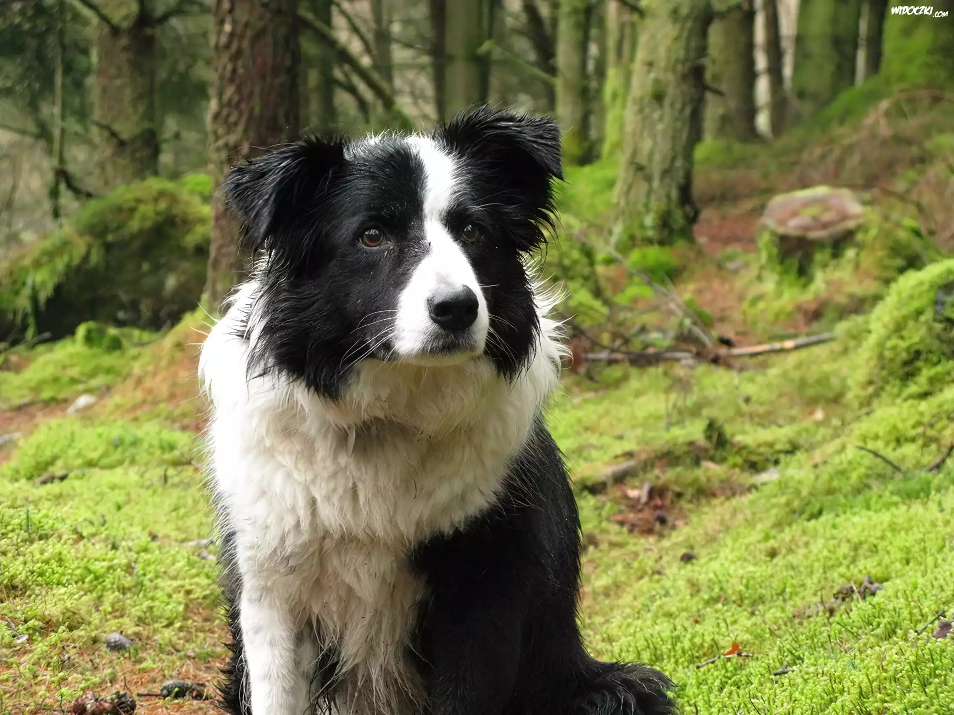 Border Collie