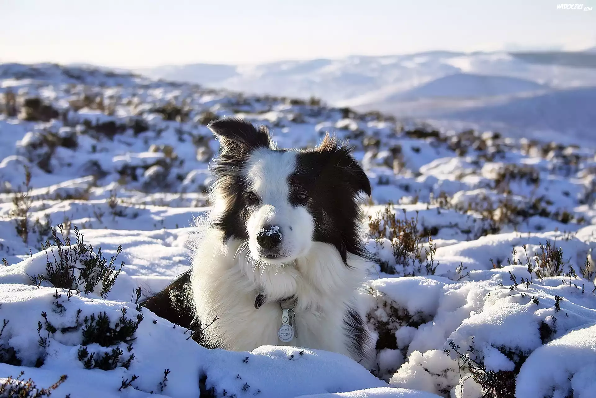 Border Collie Griff, Åšnieg, Zima