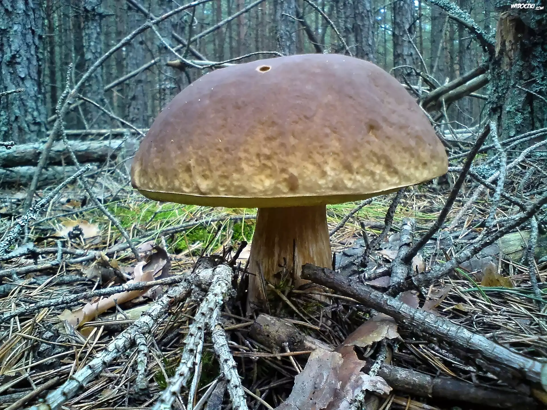 Bory, Tucholskie, Las, Grzyb, Prawdziwek