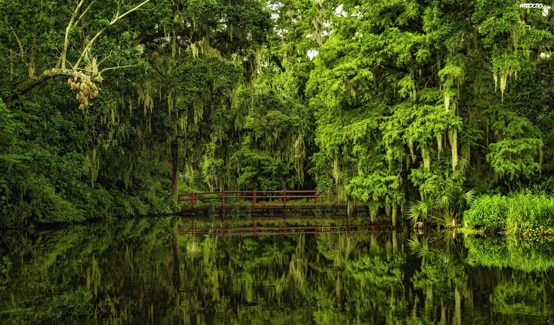 Ogród Botaniczny, Południowa Karolina, Most, Staw, Drzewa