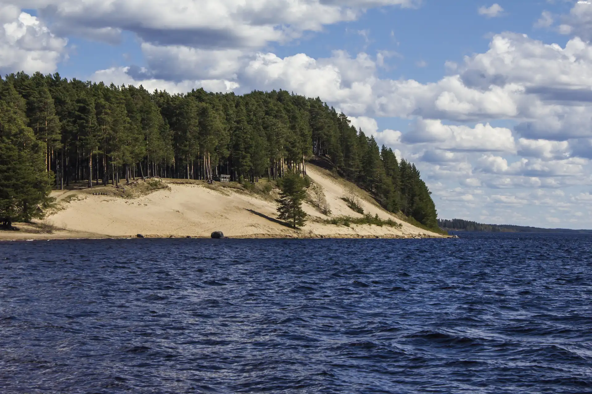 Jezioro, Brzeg, Las