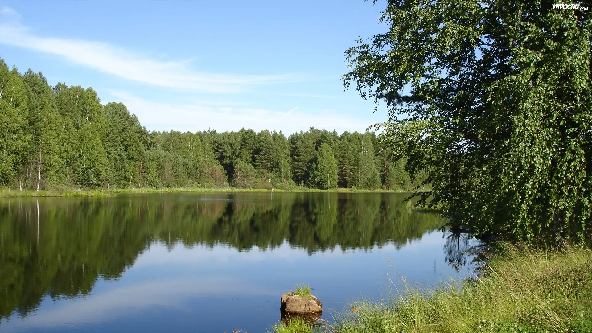 Brzeg,Woda,Trawa,Liść