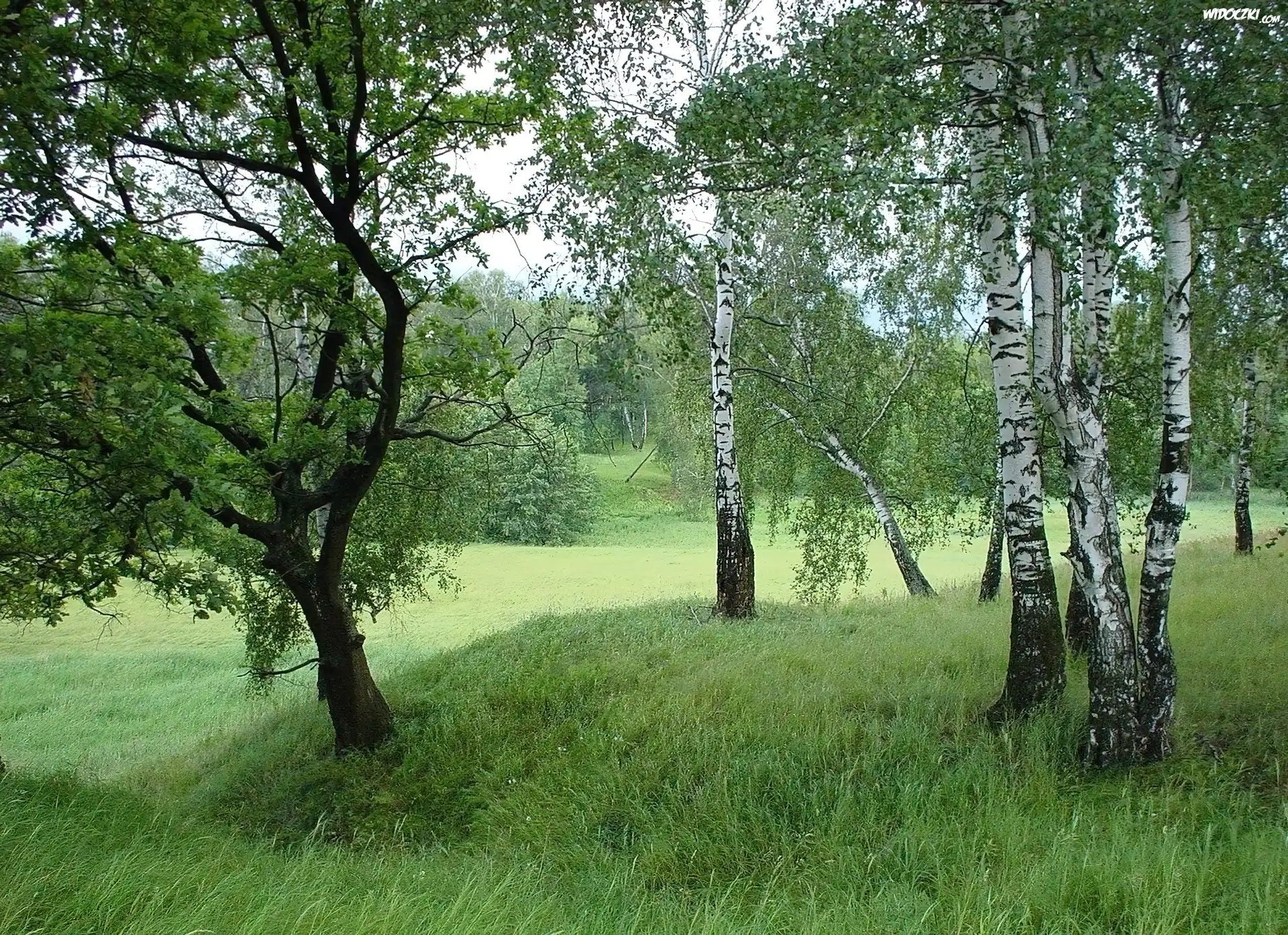 Łąka, Brzozy, Trawa