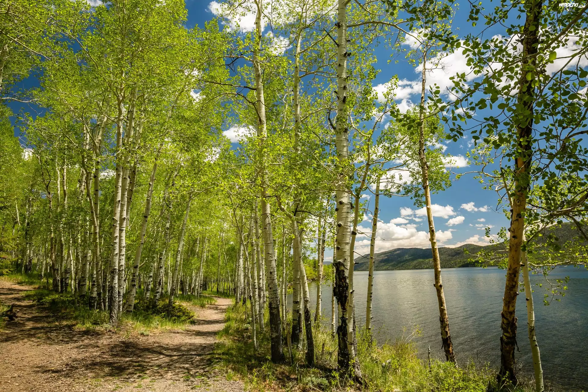 Stany Zjednoczone, Stan Utah, Jezioro Fish Lake, Wiosna, Drzewa, Brzozy